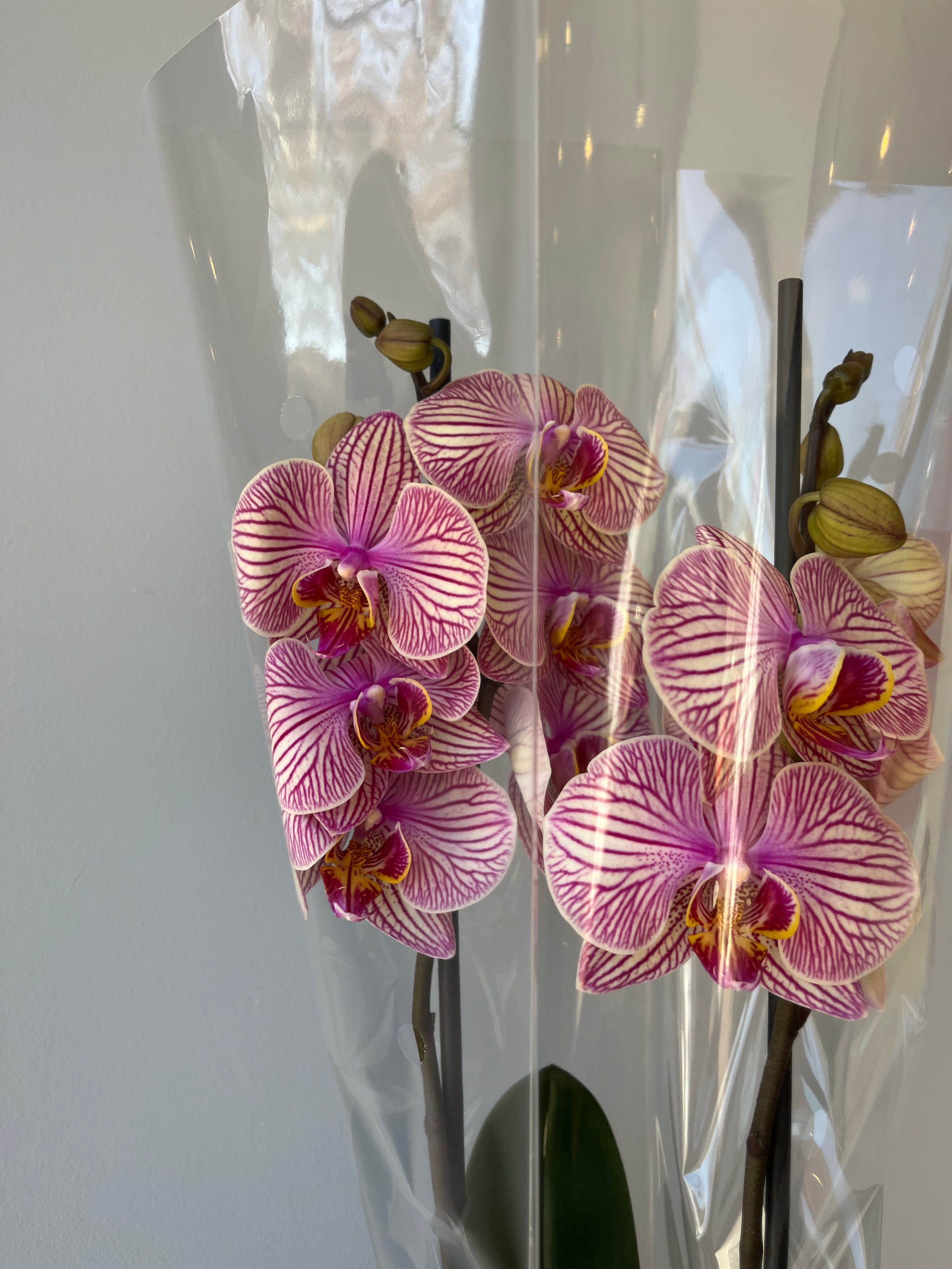 Orquídea Vetas Pastel