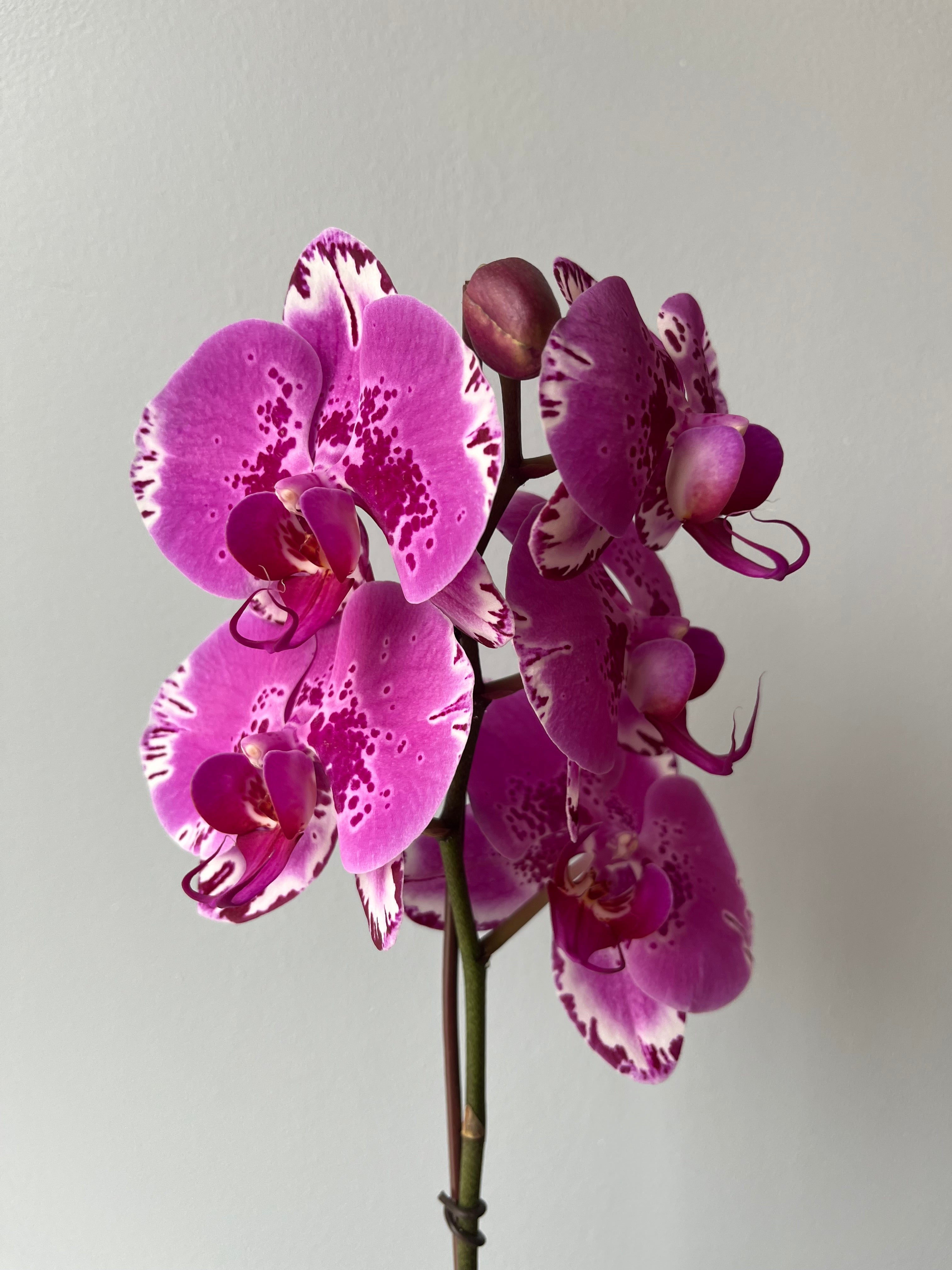Orquídea Rosa Jaspeada