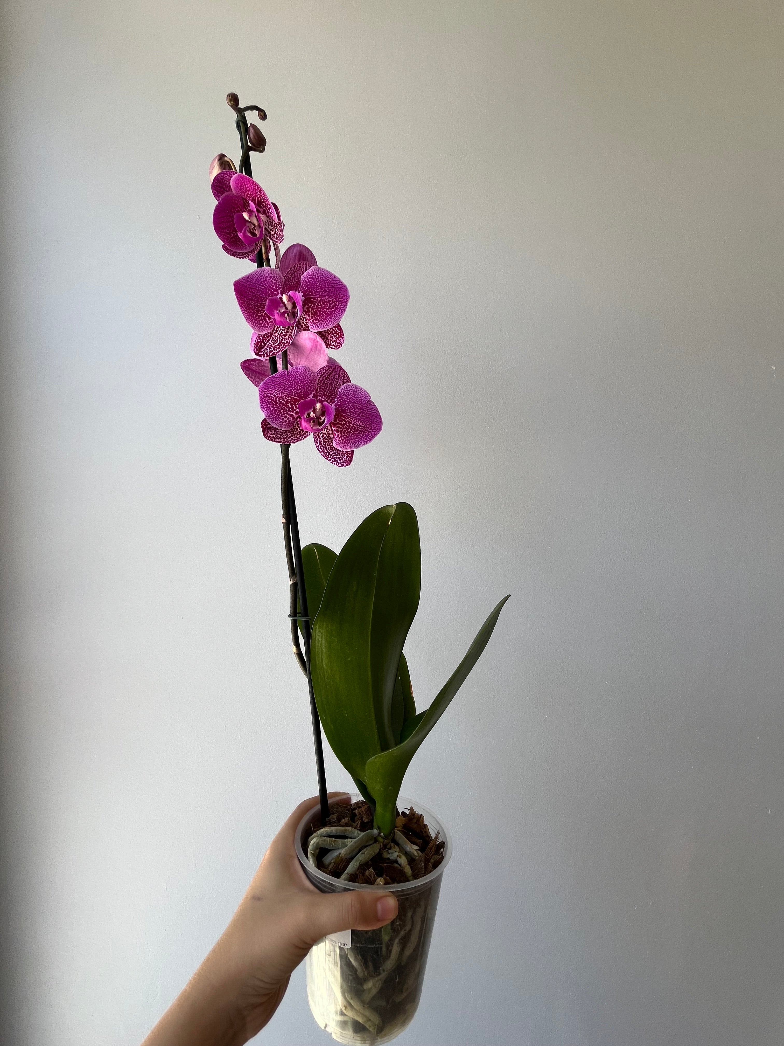 Orquídea Fucsia Atigrada Una Vara