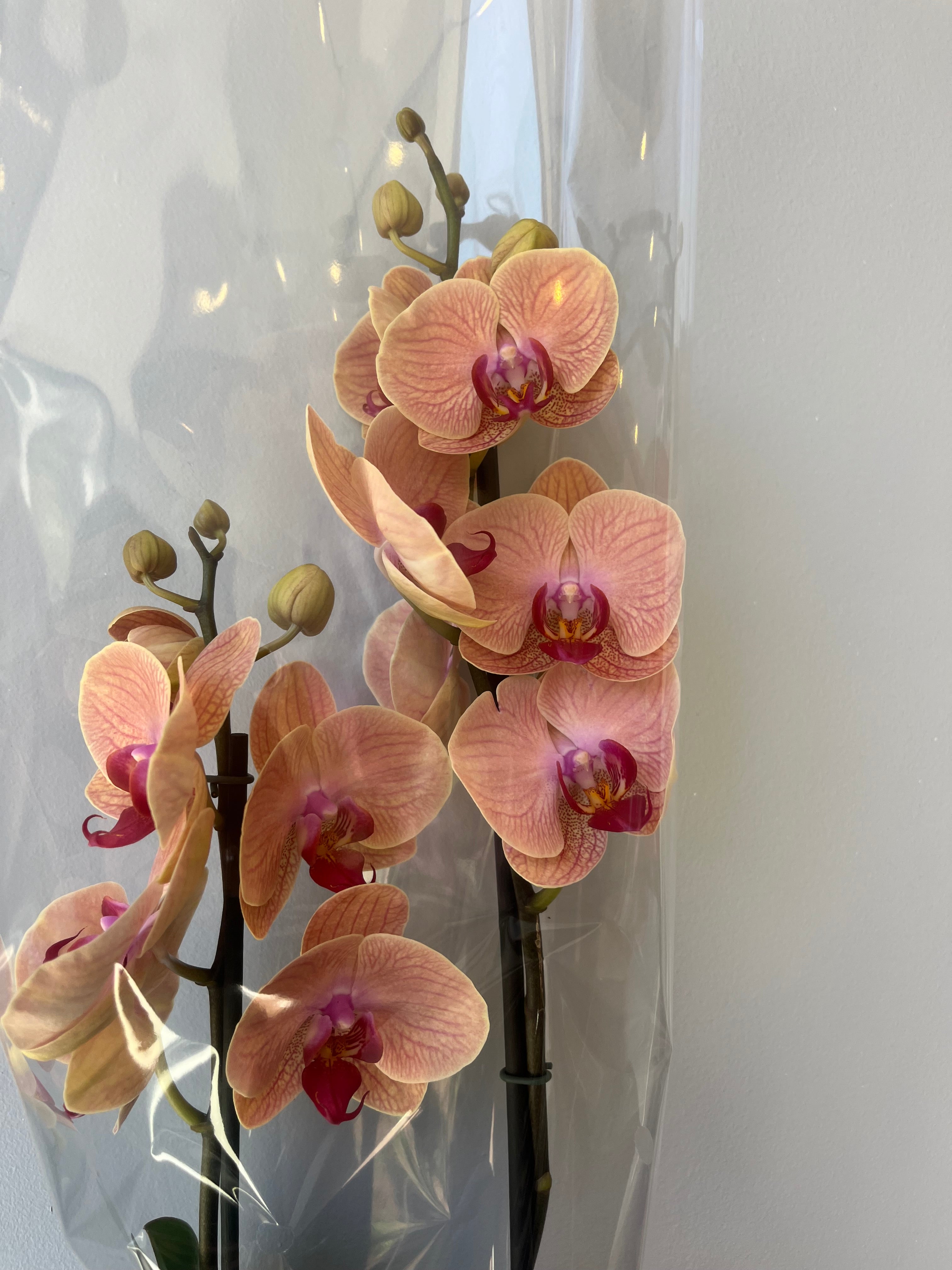 Orquídea Amarilla Anaranjada Dos Varas