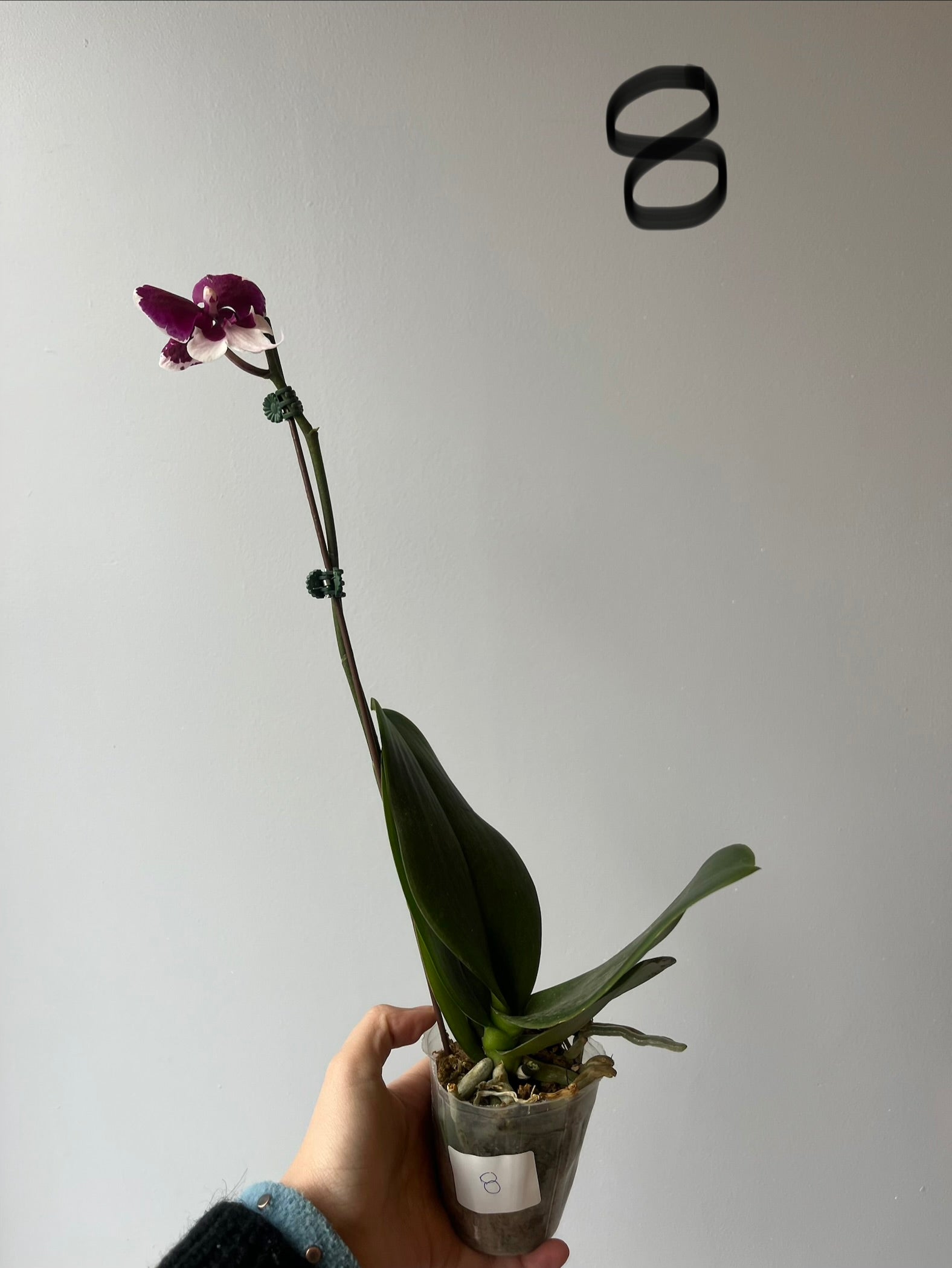 Orquídeas Medianas Fucsias Tonos