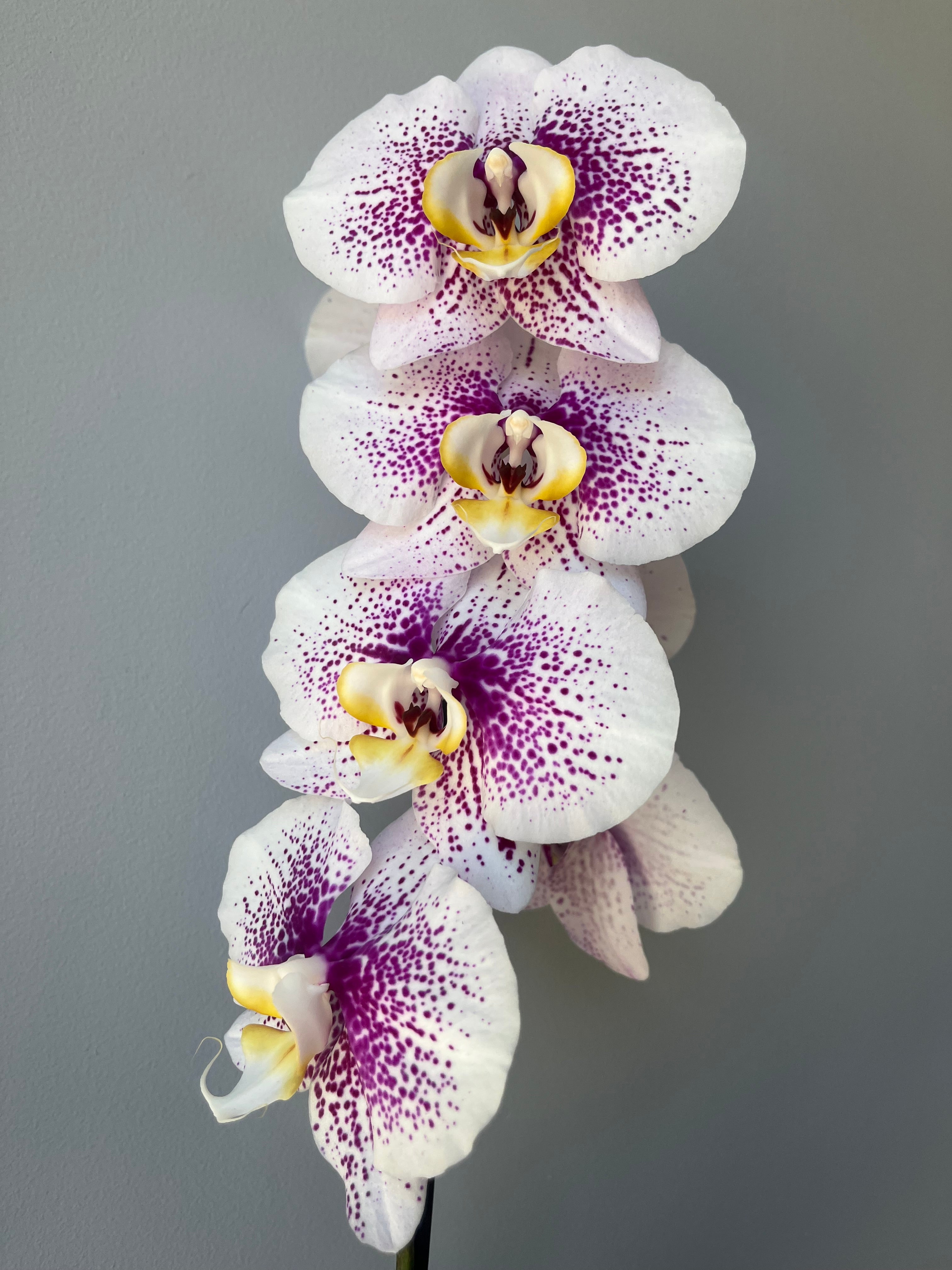 Orquídea Fucsia Puntos Una Vara