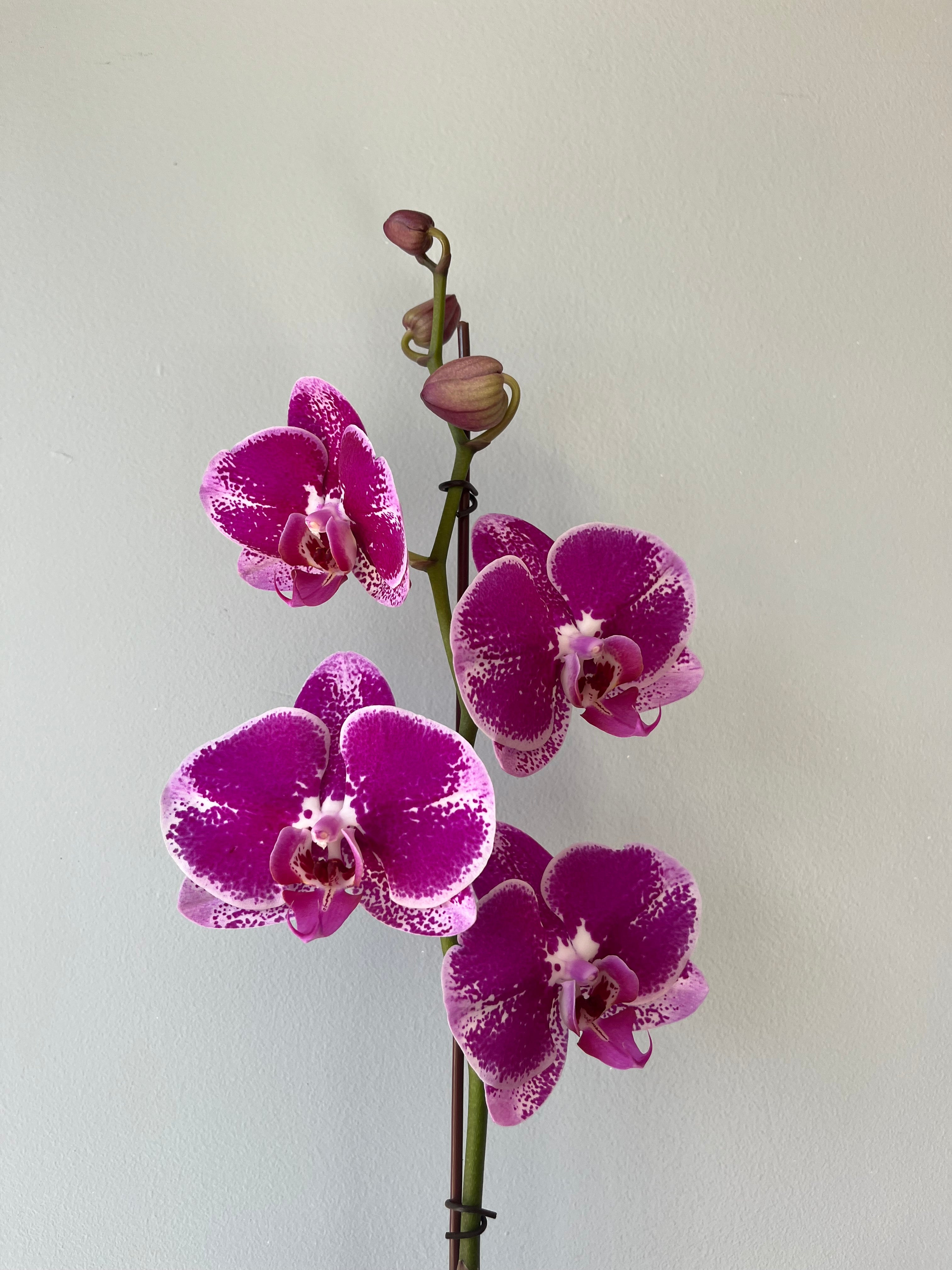 Orquídea Fucsia Rosa Una Vara