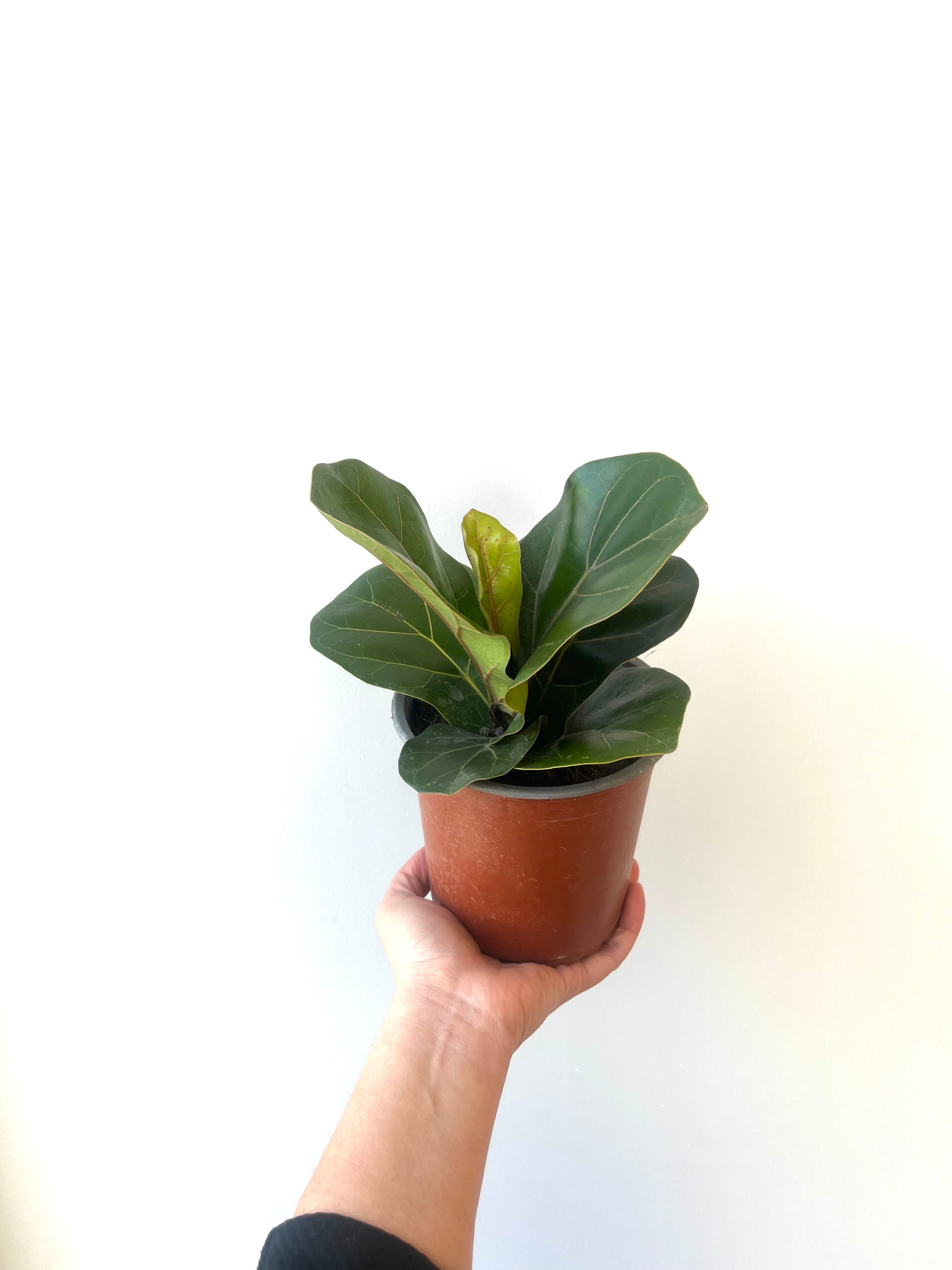 Ficus Lyrata