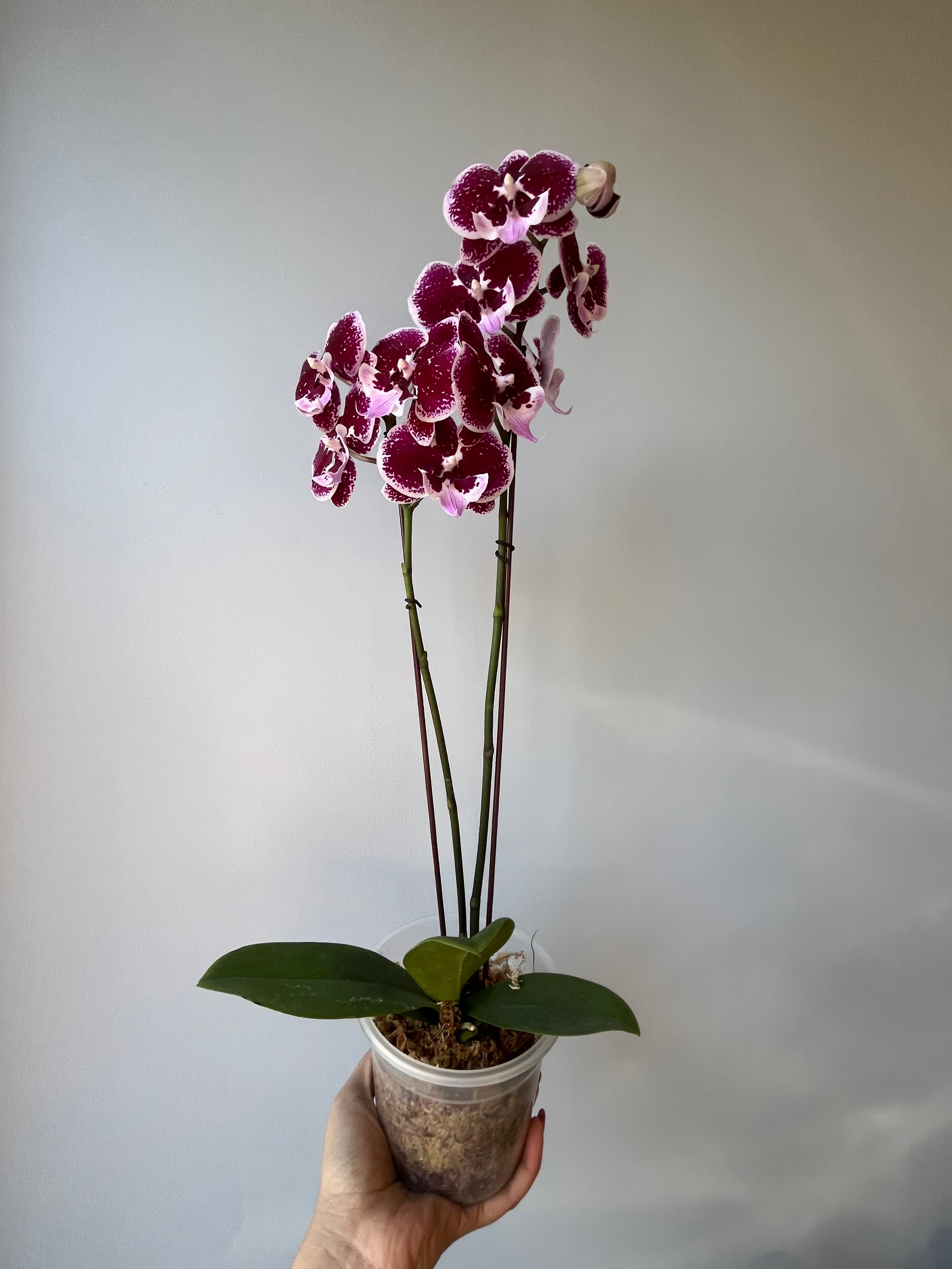 Orquídea Dark Purple