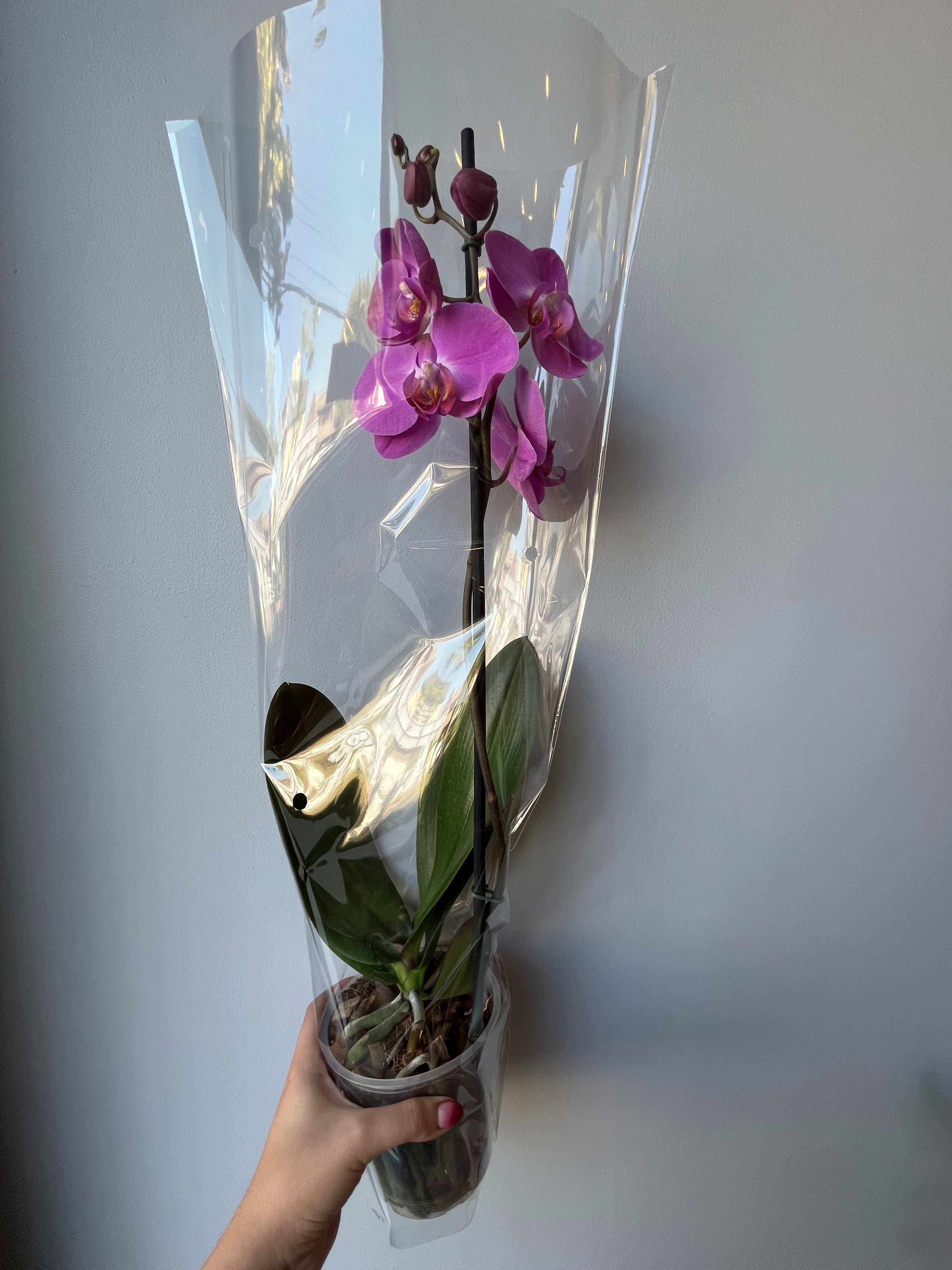 Orquídea Magenta Una Vara