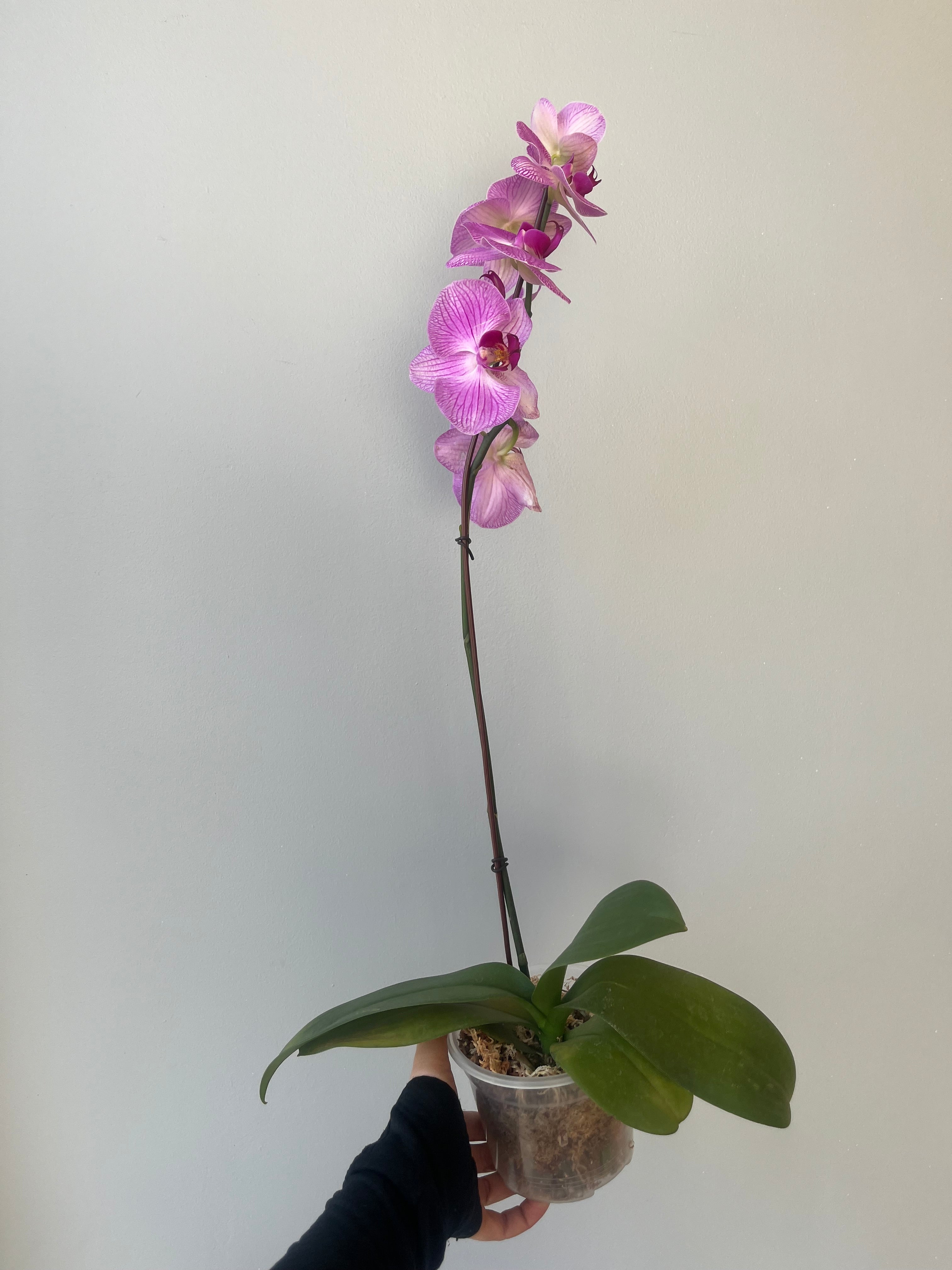 Orquídea Rosa Grande Liquidación