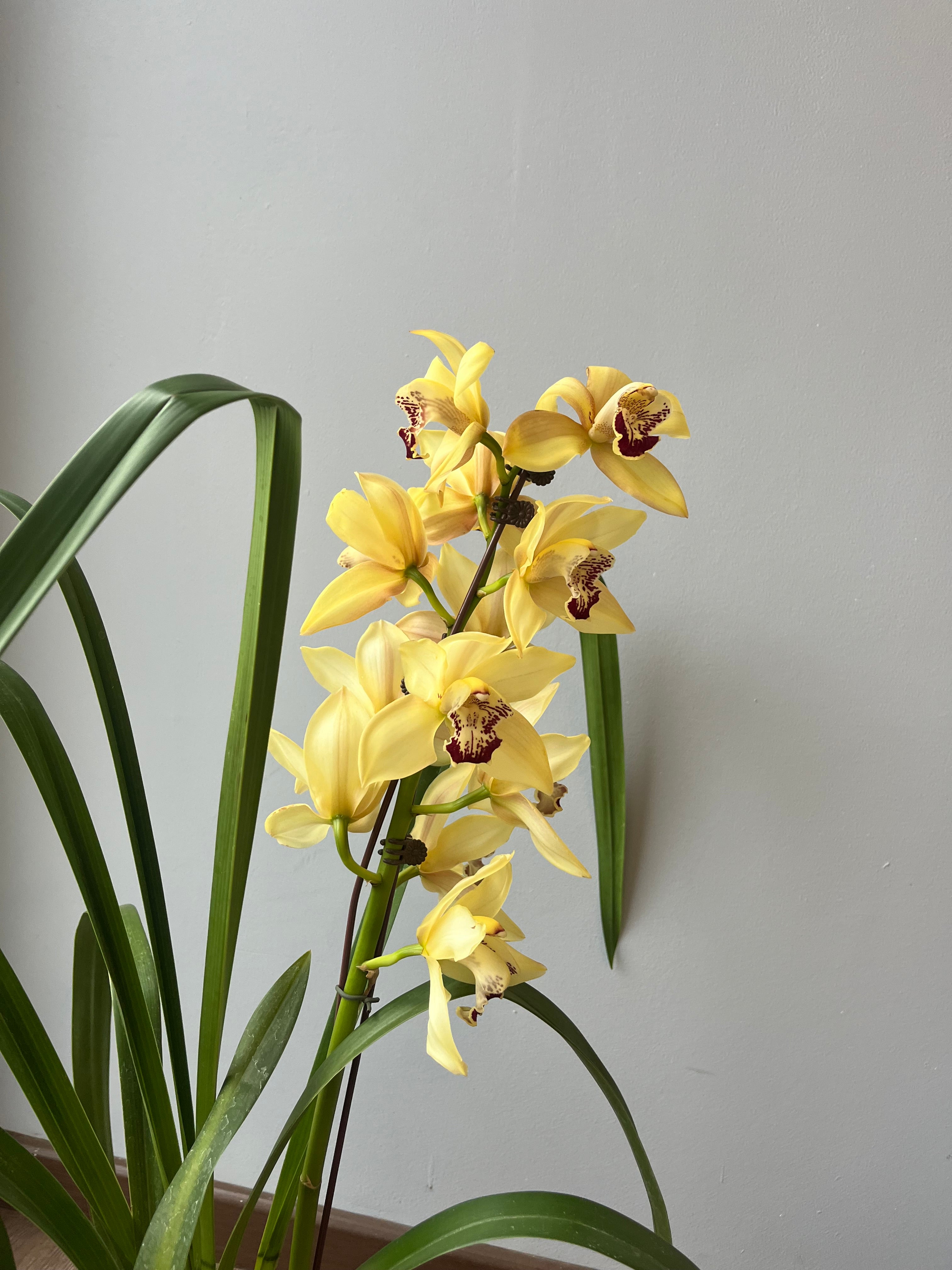 Orquídea Cymbidium Amarilla
