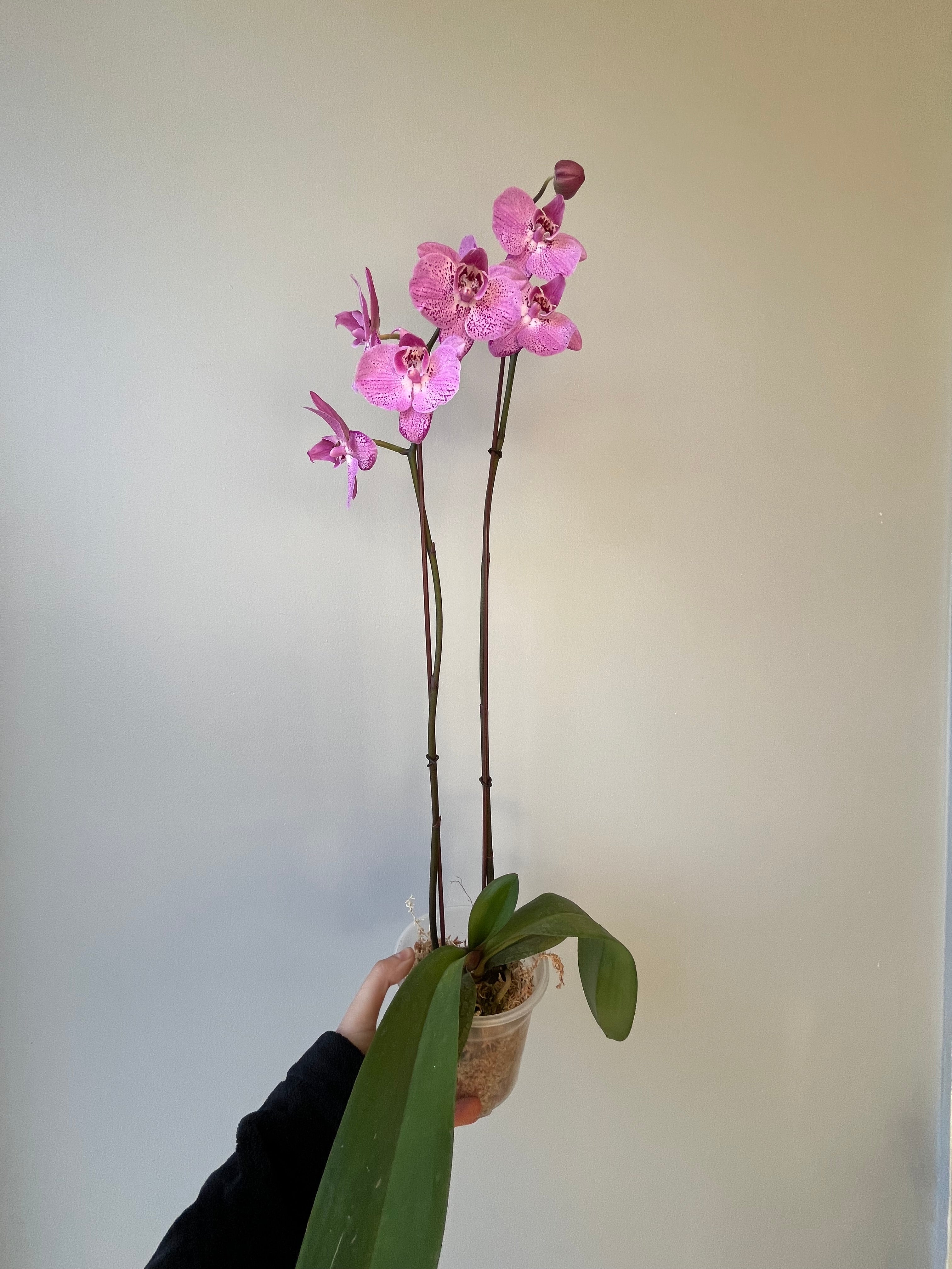 Orquídea Rosa Terciopelo Dos Varas