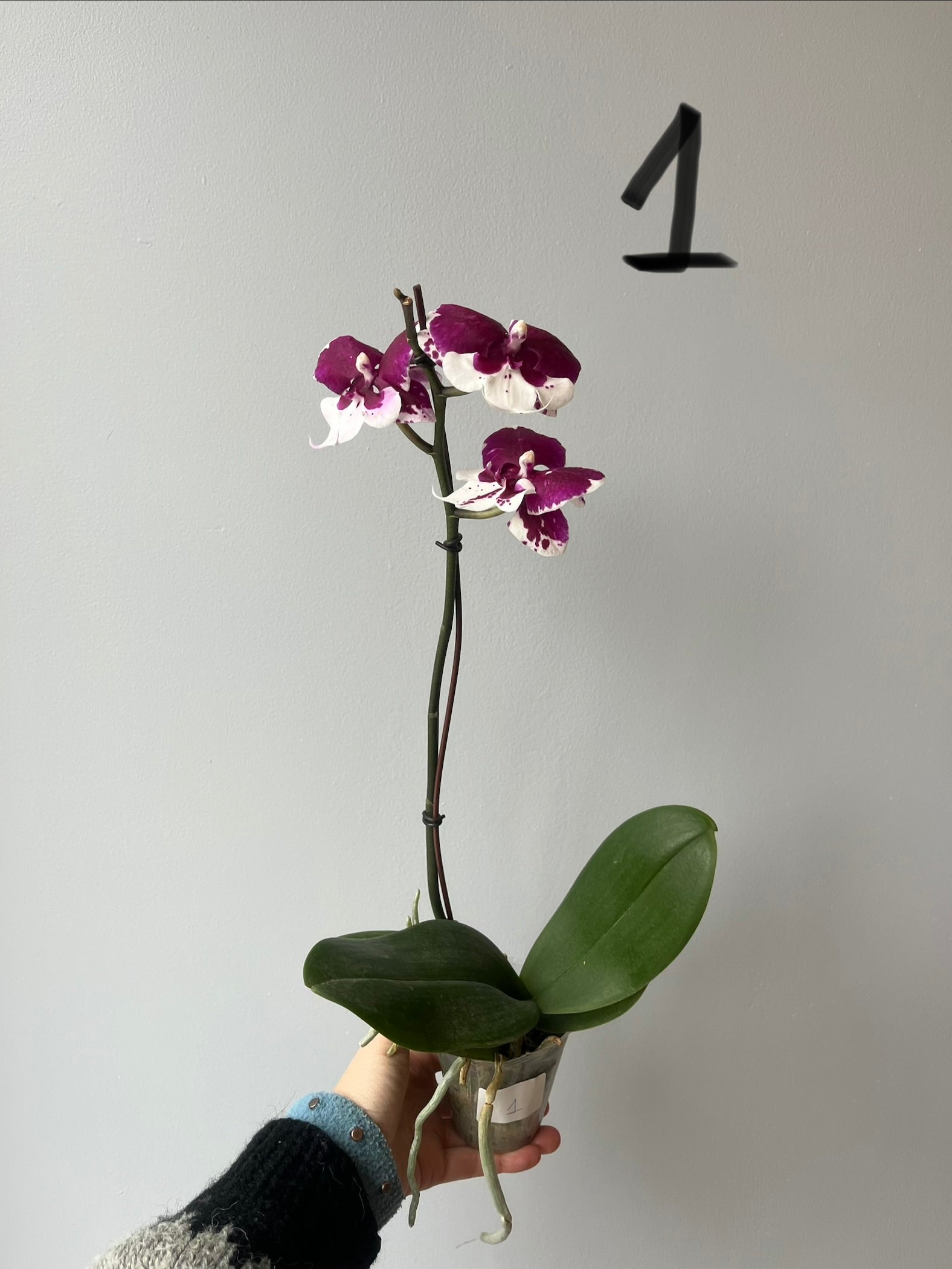 Orquídeas Medianas Fucsias Tonos