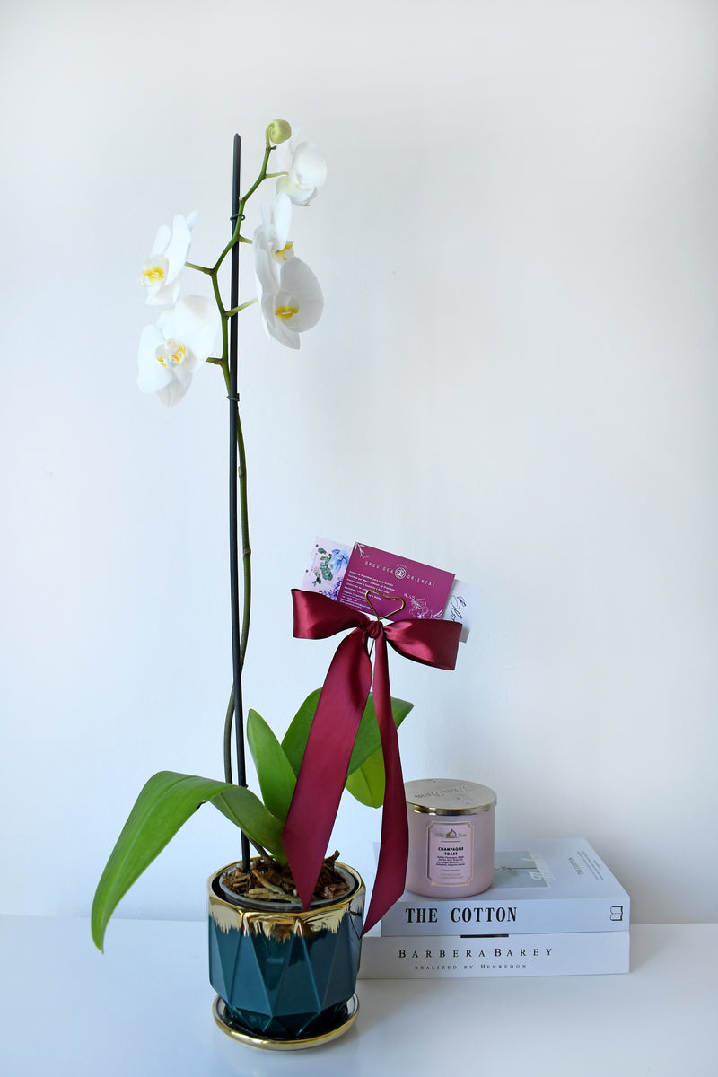 Arreglo planta orquidea  en macetero calipso con oro
