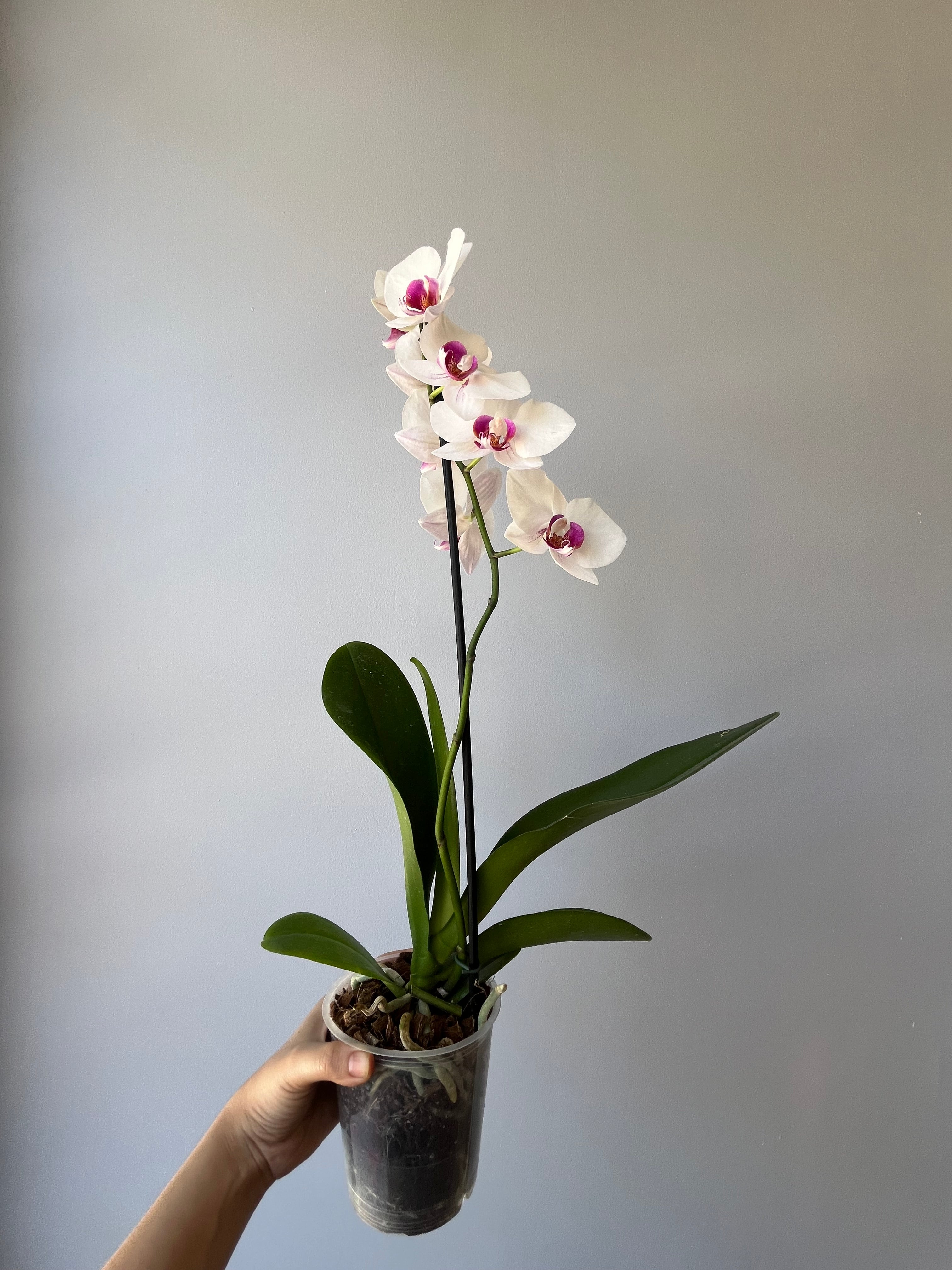 Orquídea Blanca Centro Fucsia Una Vara