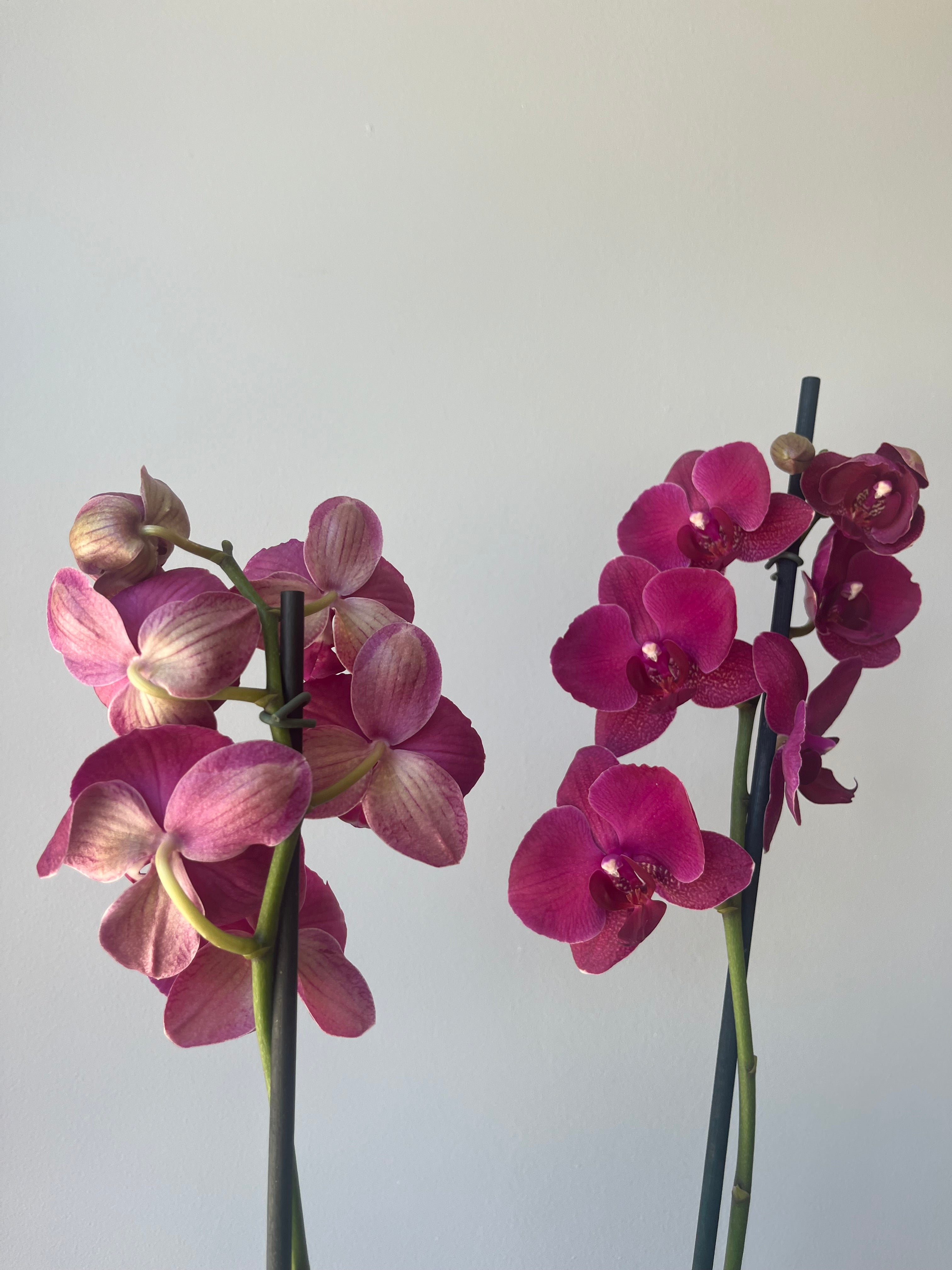 Orquídea Terracota Dos Varas