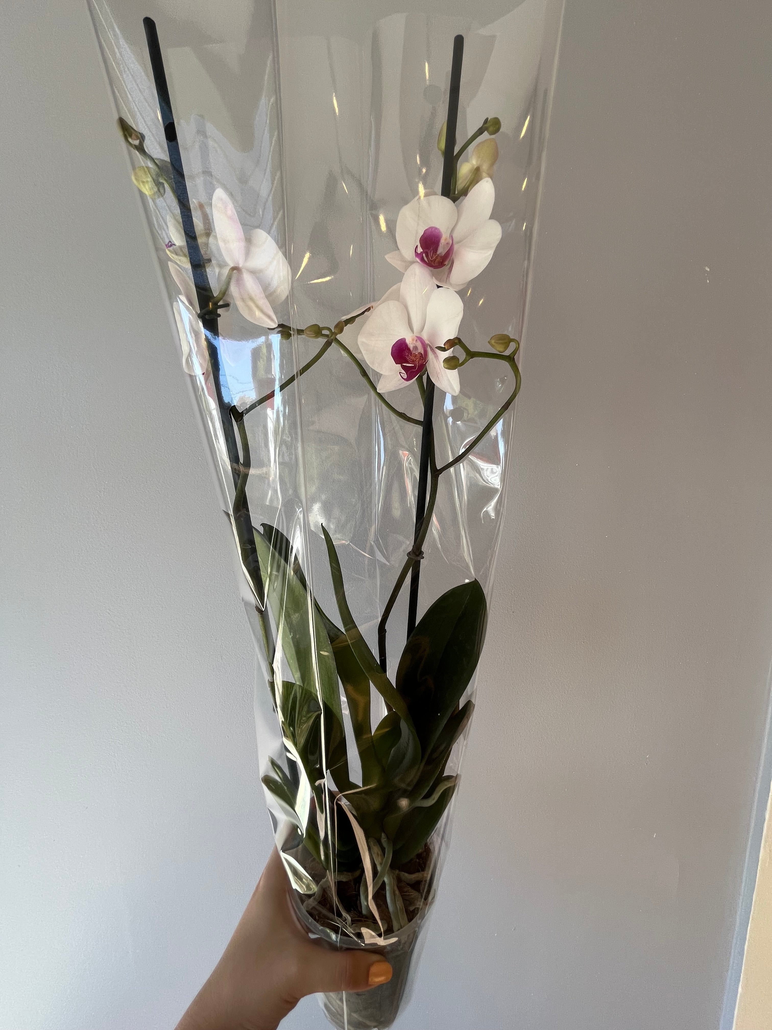 Orquídea Blanca Centro Fucsia Dos Varas