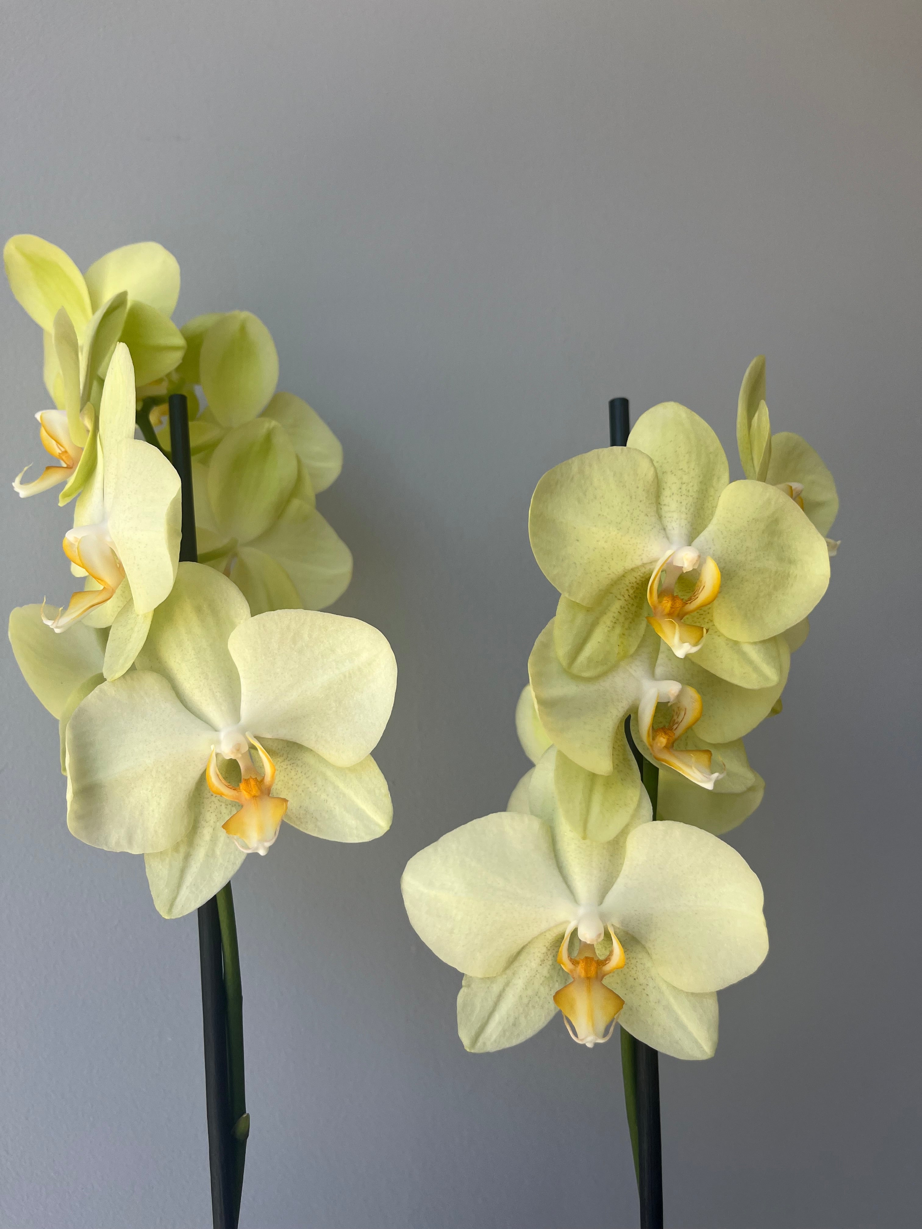 Orquídea Amarilla Dos Varas