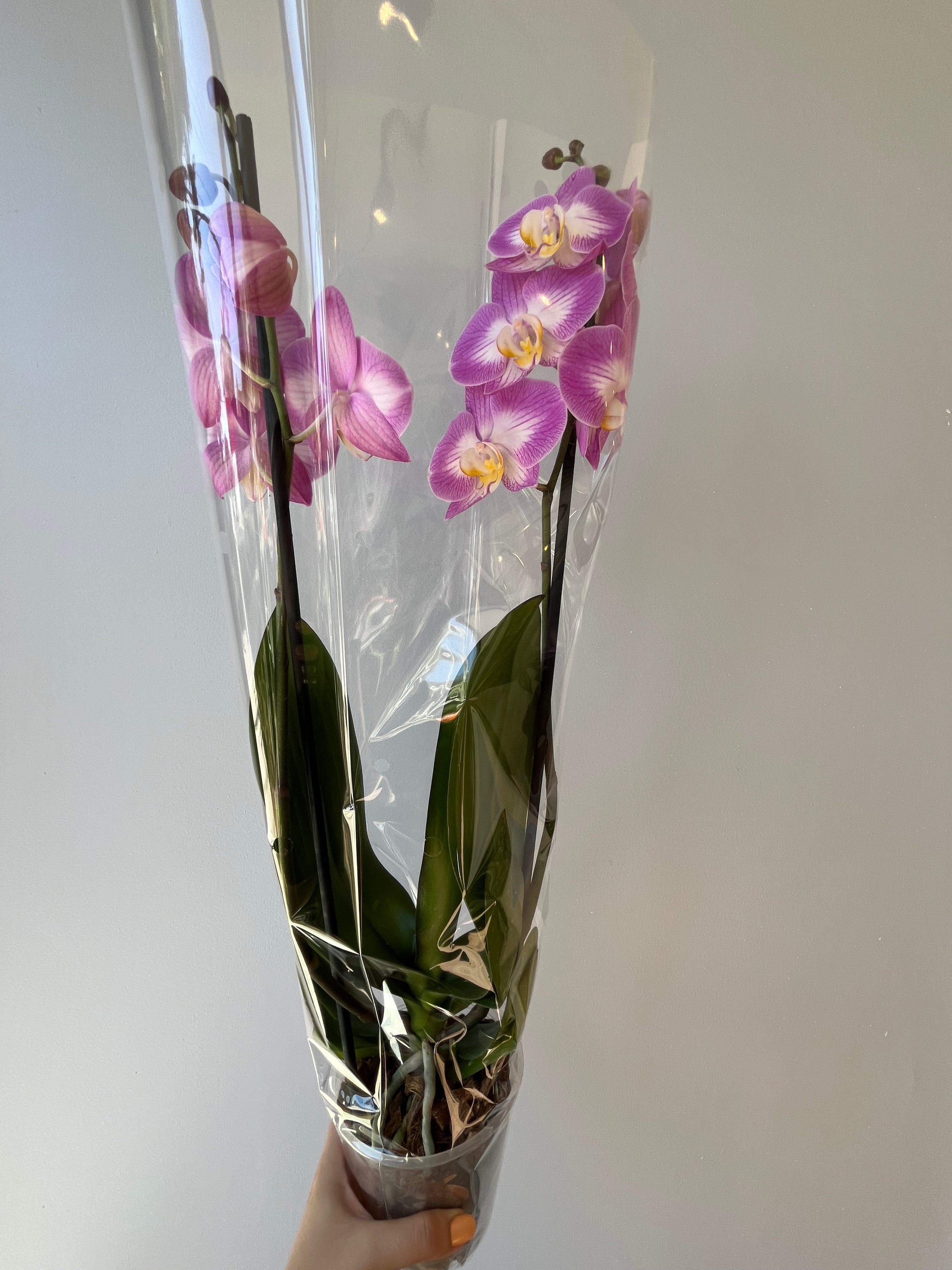 Orquídea Rosa Mosqueta Dos Varas