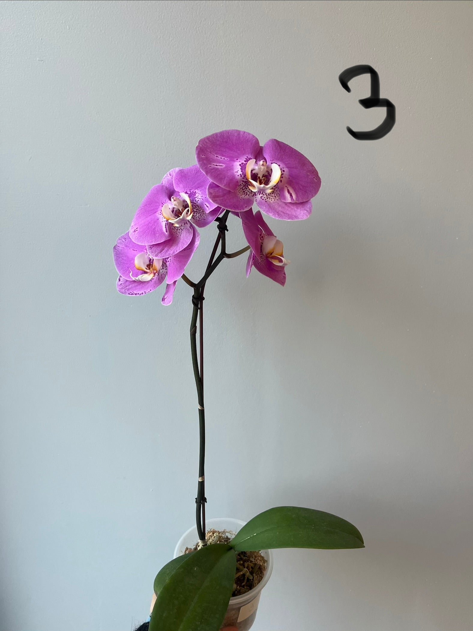 Orquídeas Grandes Fucsias Tonos