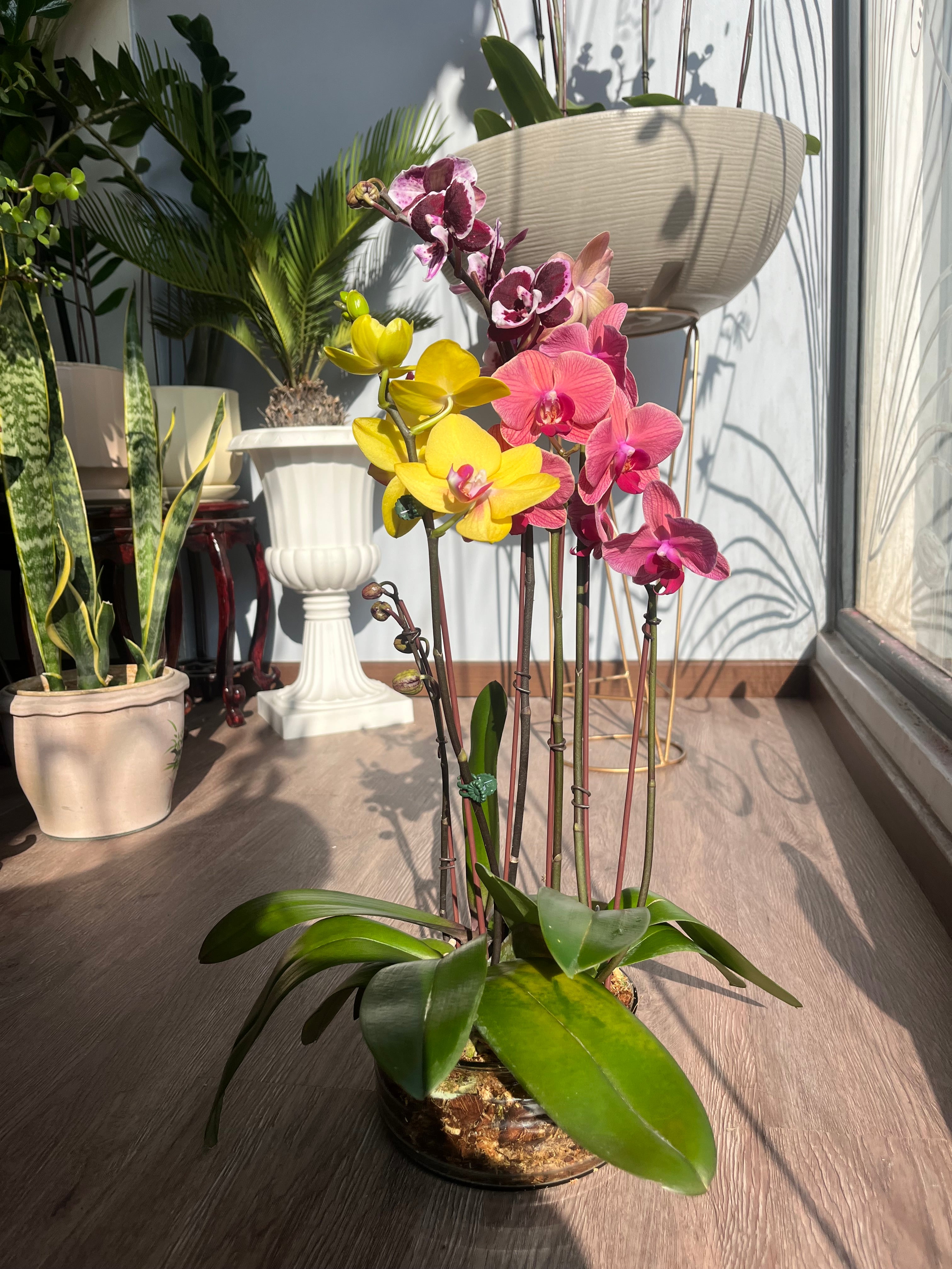 Arreglo de 3 Orquídeas Medianas en Base de Vidrio
