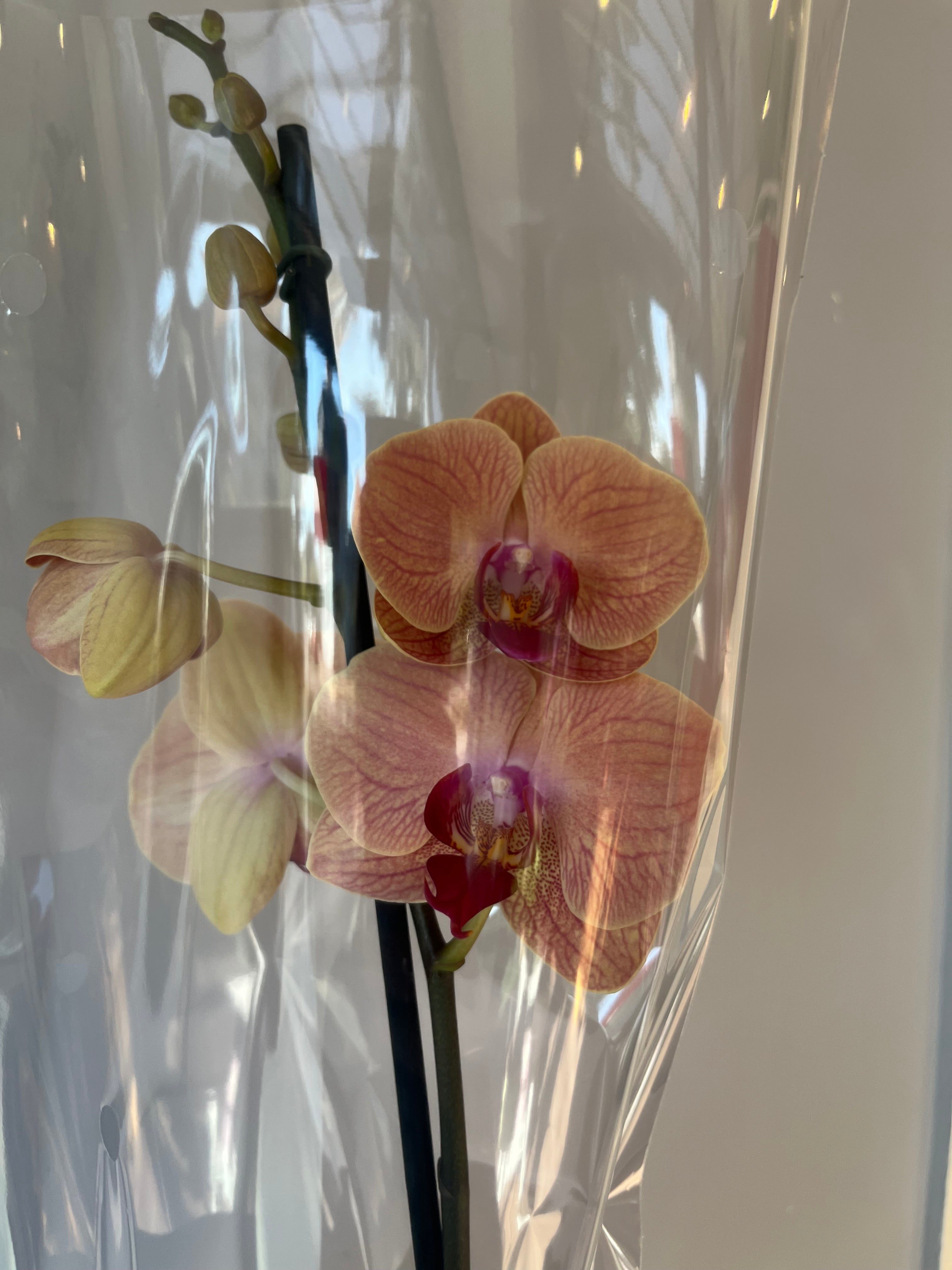 Orquídea Amarilla Anaranjada Una Vara