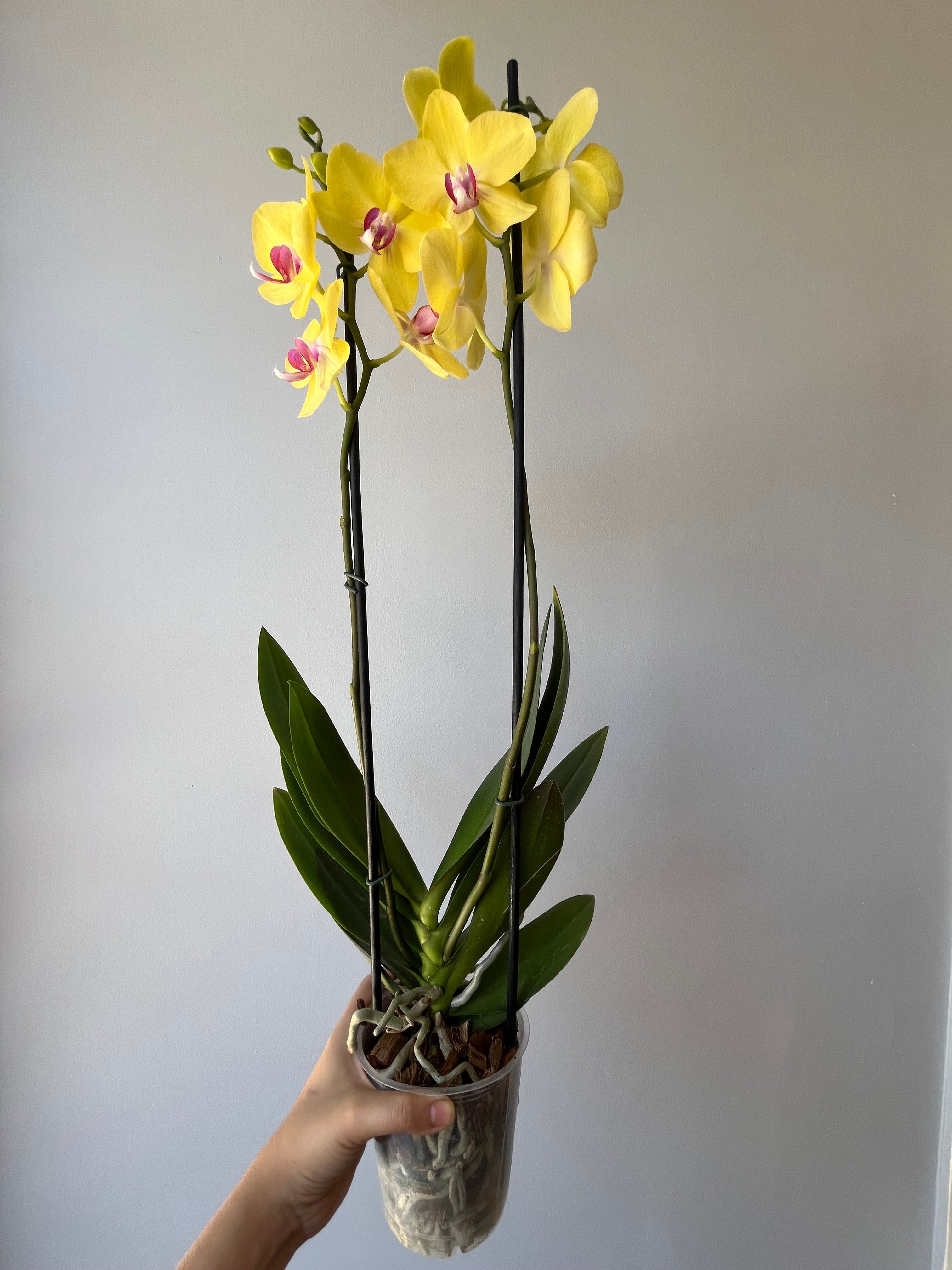 Orquídea Amarilla Centro Fucsia Dos Varas