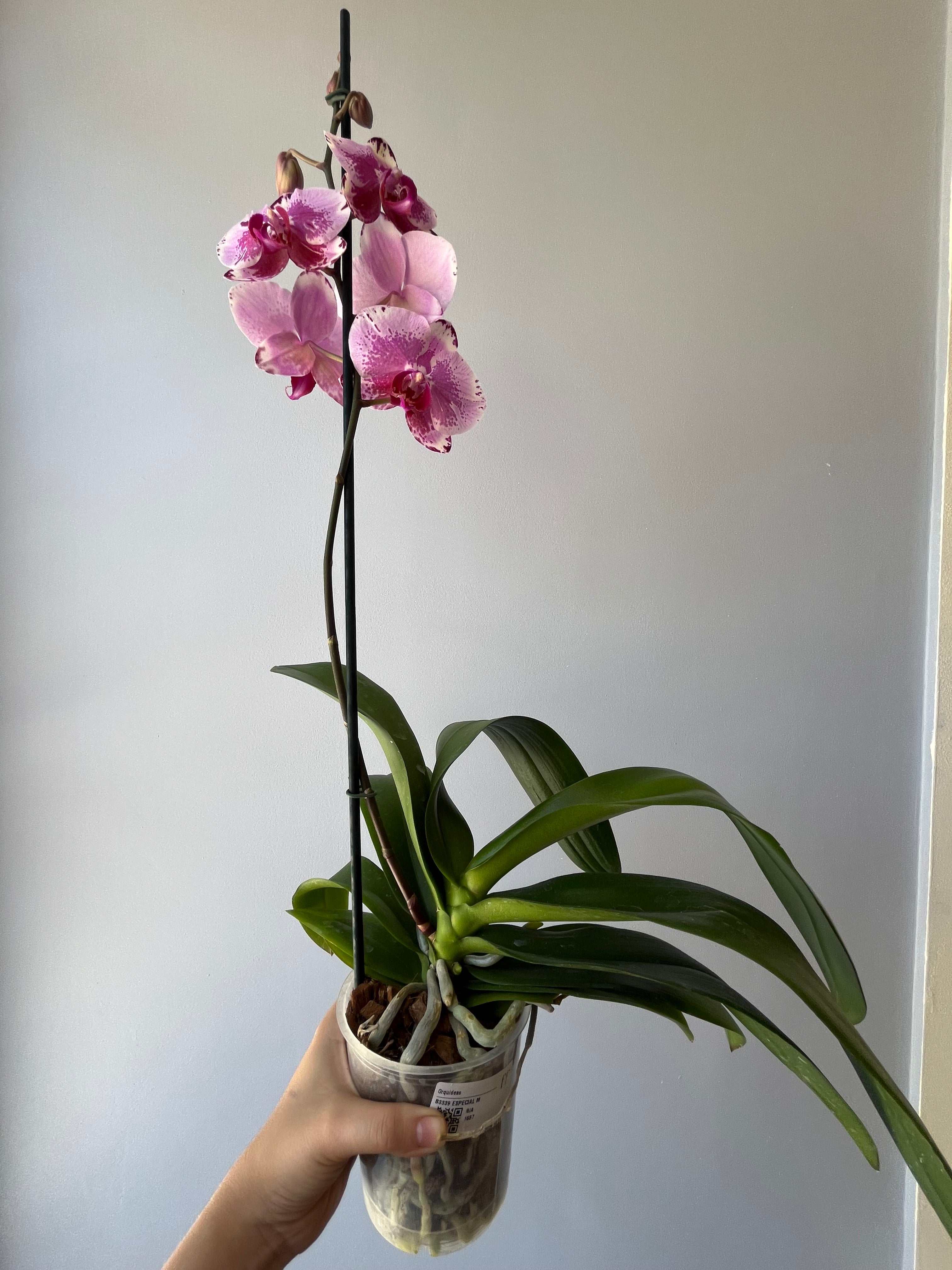Orquídea Rosa Jaspeada Una Vara