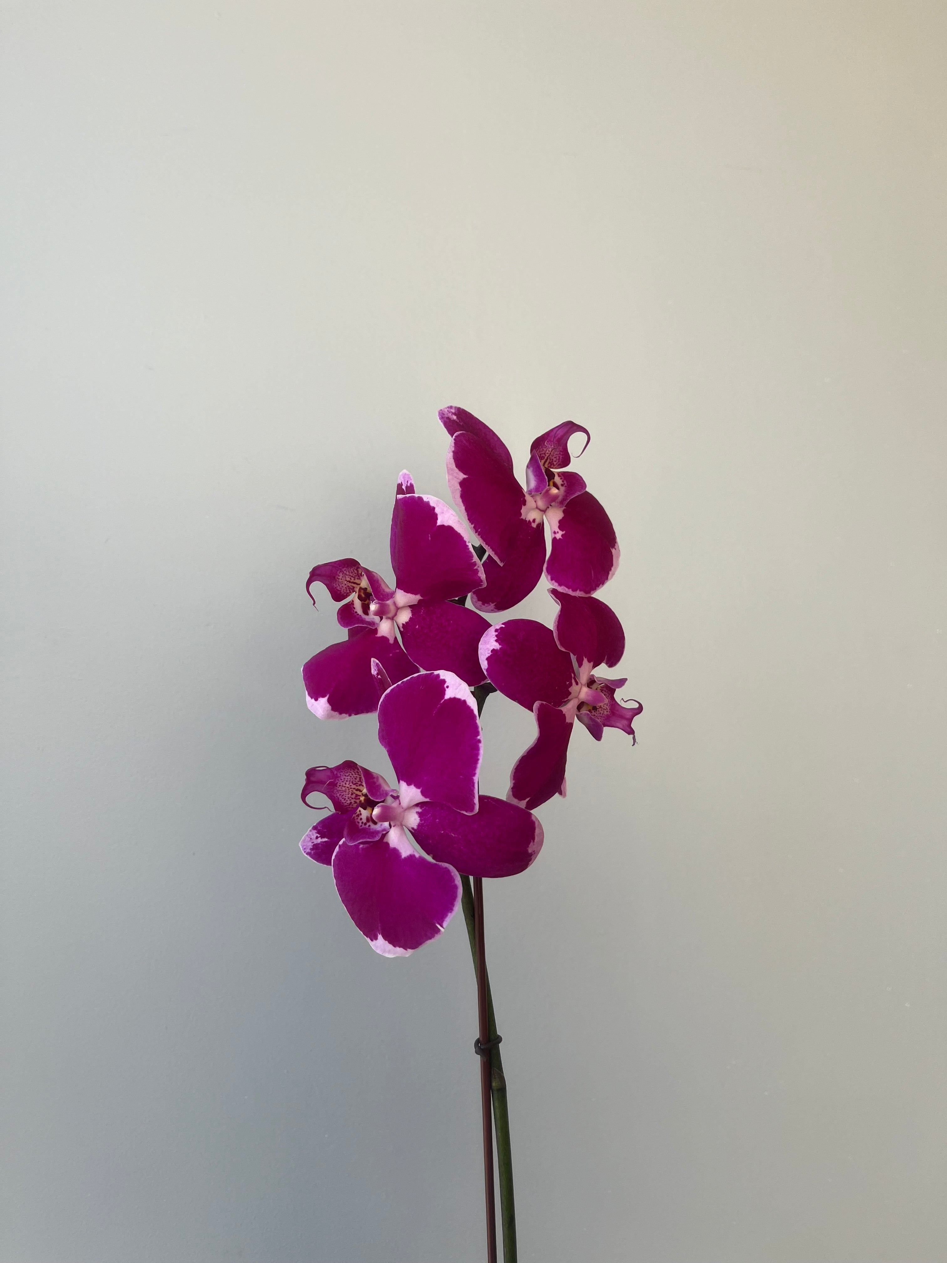 Orquídea Fucsia Grande Liquidación