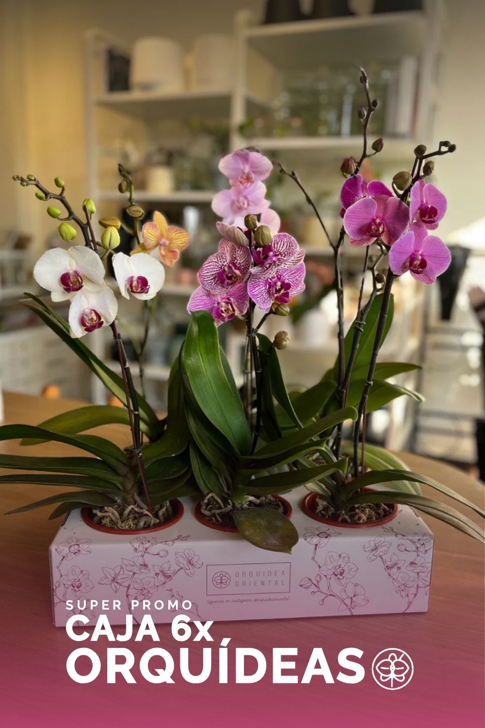 Caja full color de 6 orquideas 💐