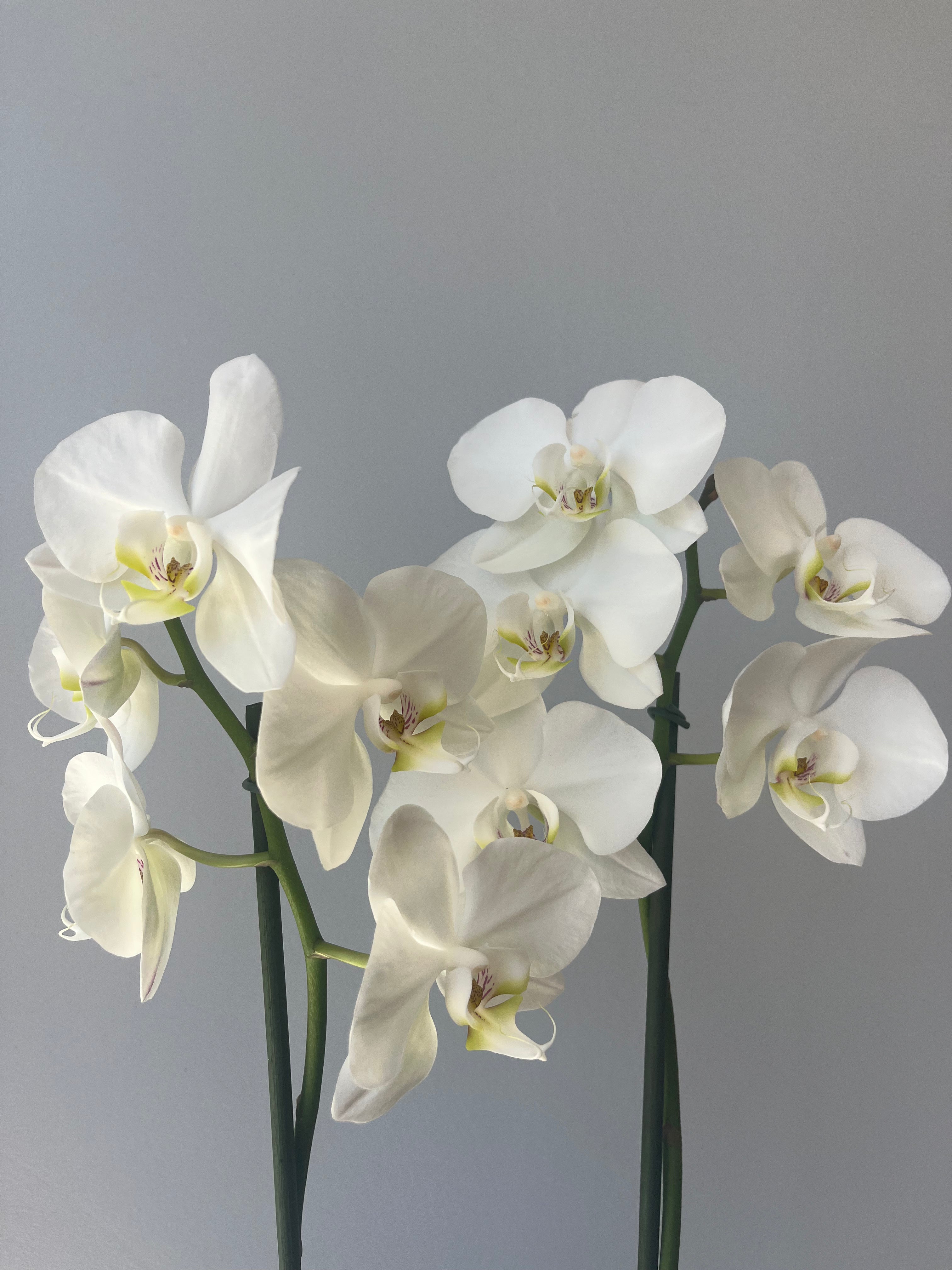 Orquídea Blanca Dos Varas