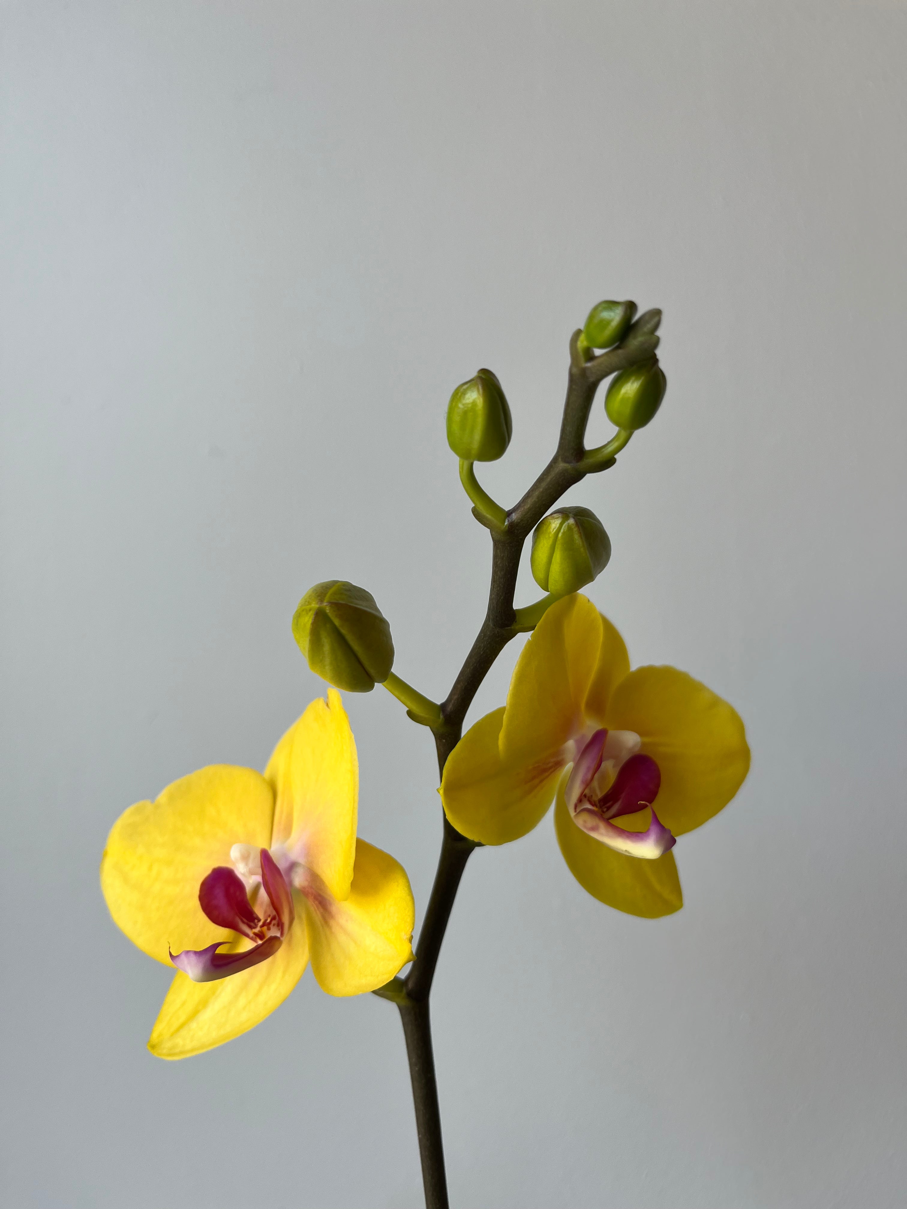 Orquídea Pequeña Amarilla
