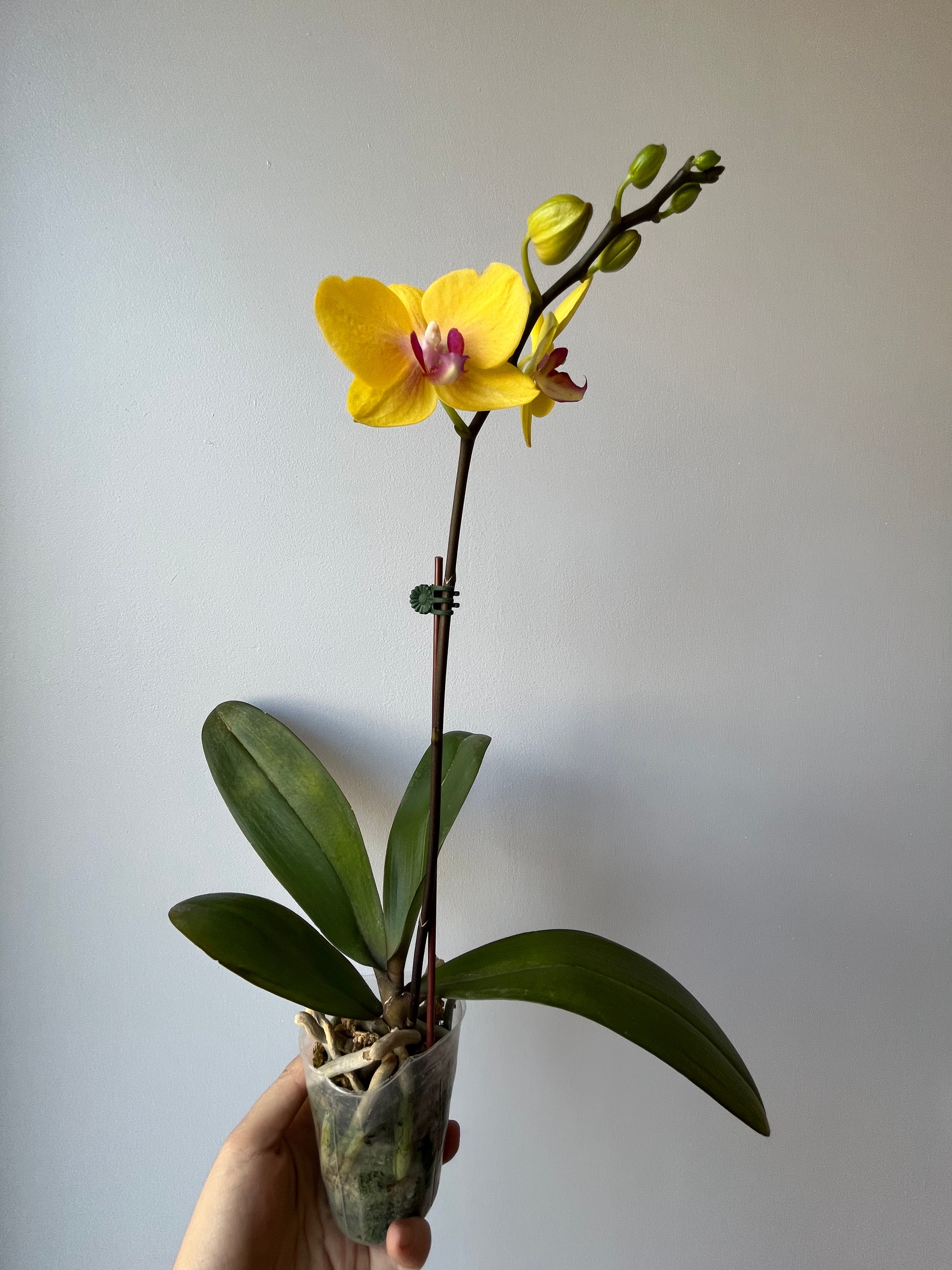 Orquídea Pequeña Amarilla