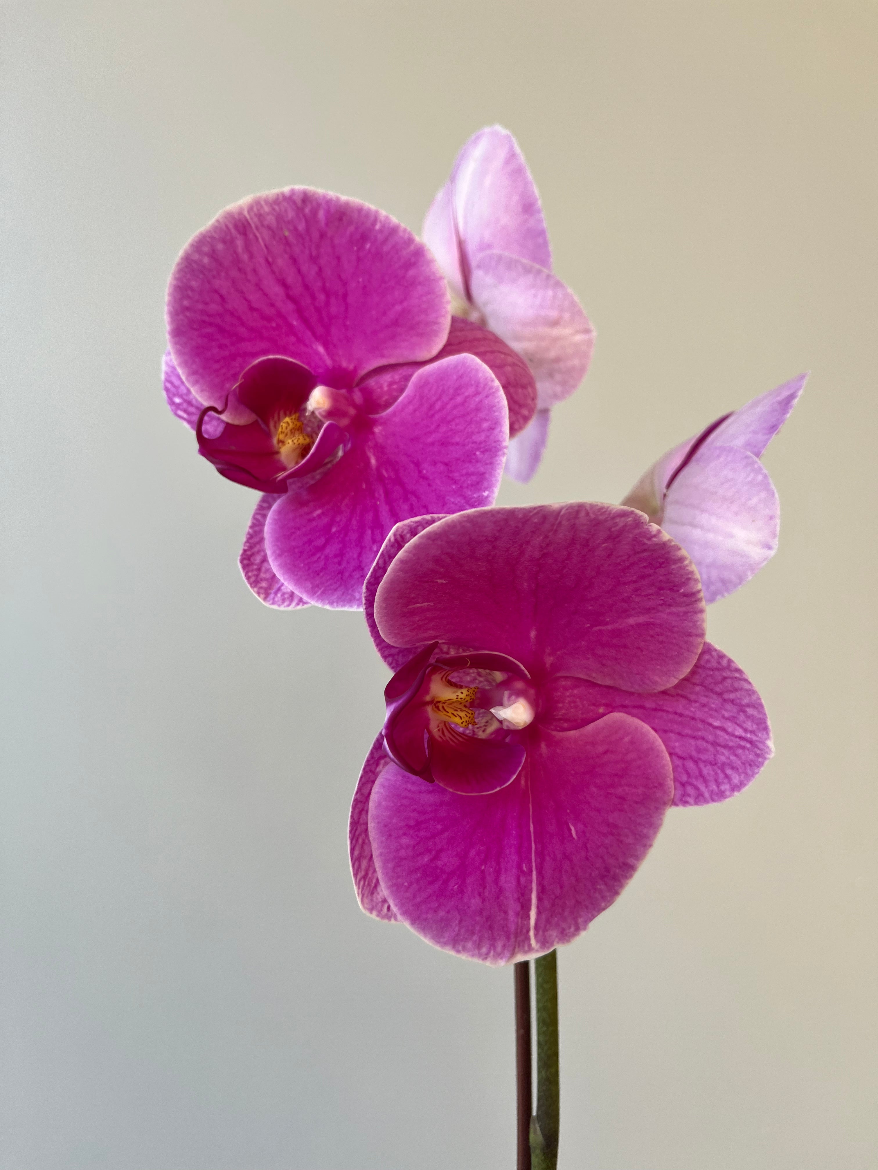 Orquídea Fucsia Entera