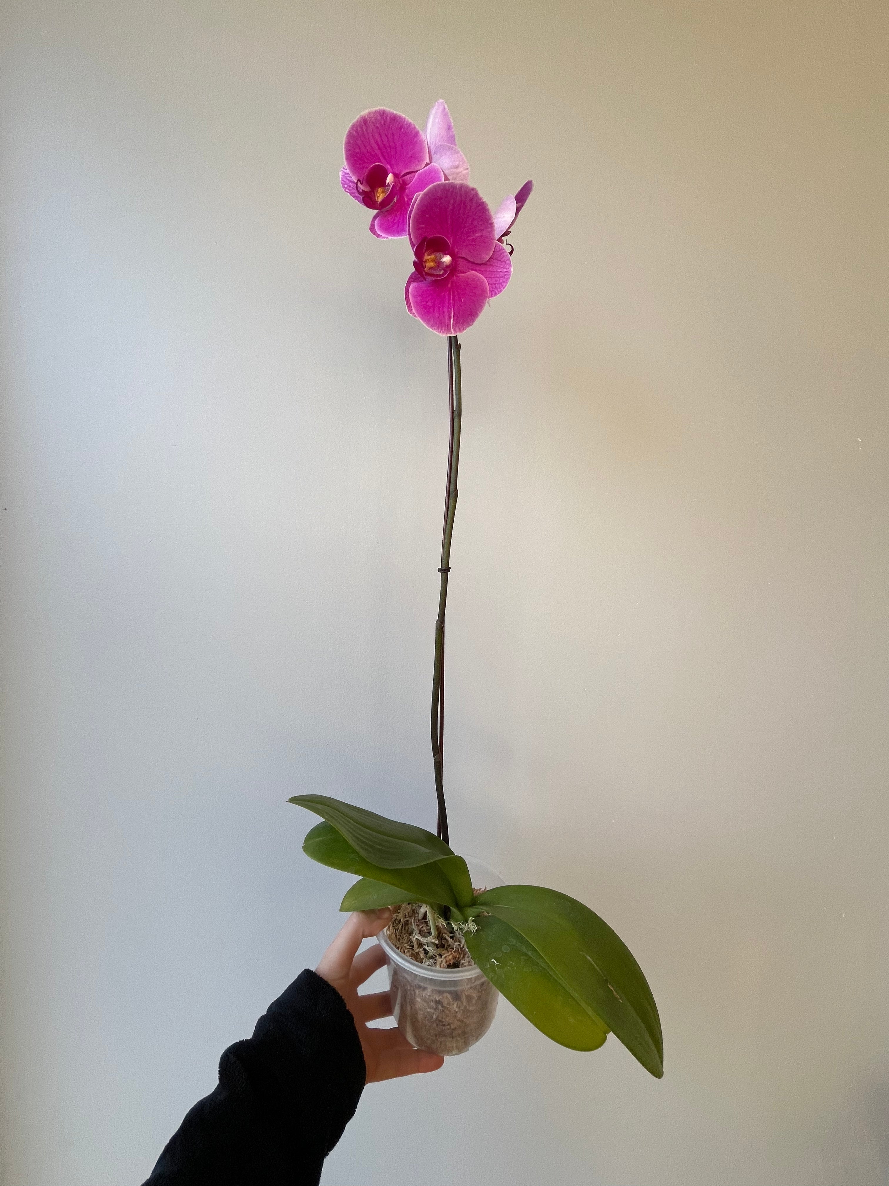 Orquídea Fucsia Entera