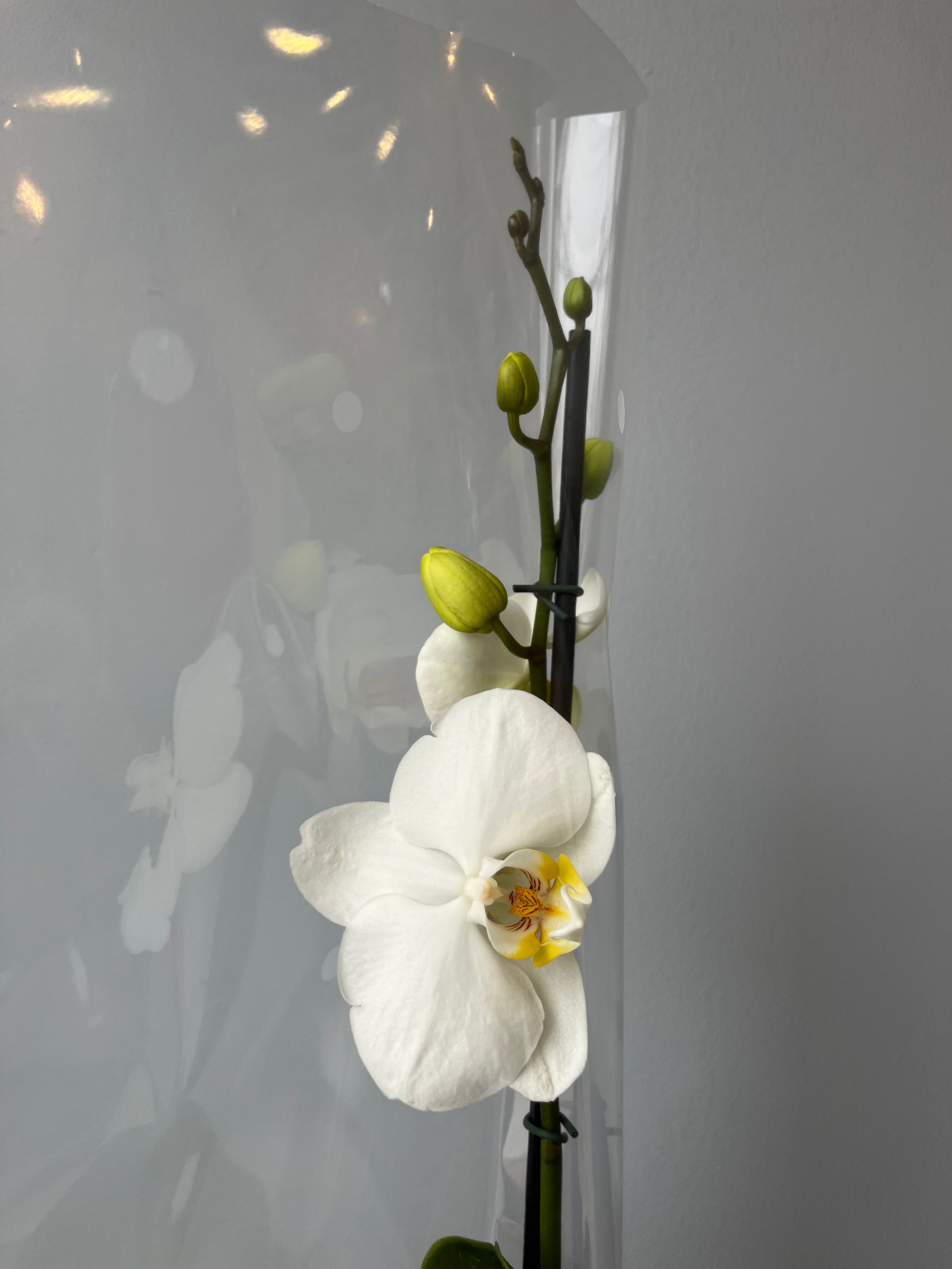 Orquídea Blanca