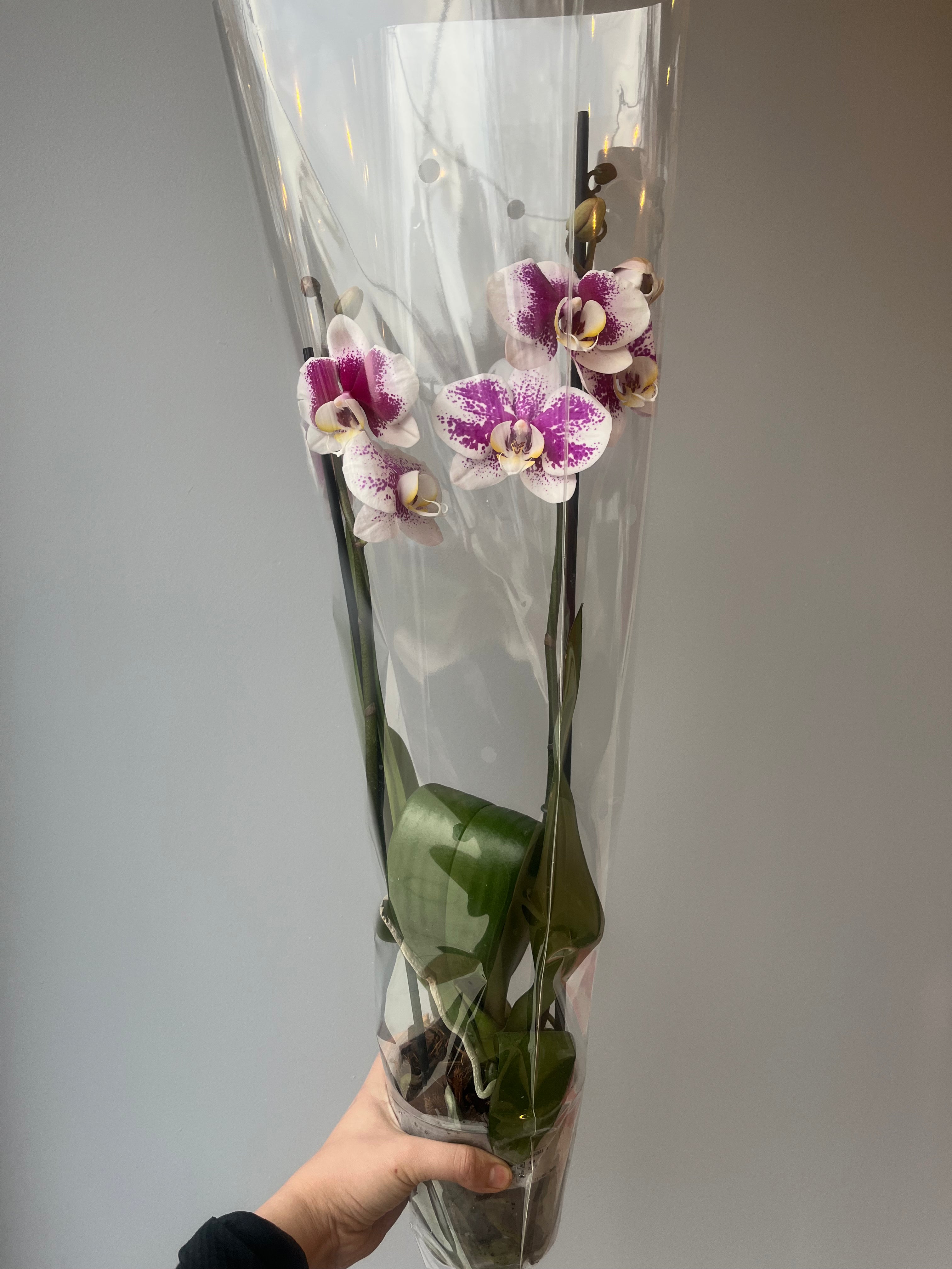 Orquídea Splash Morada