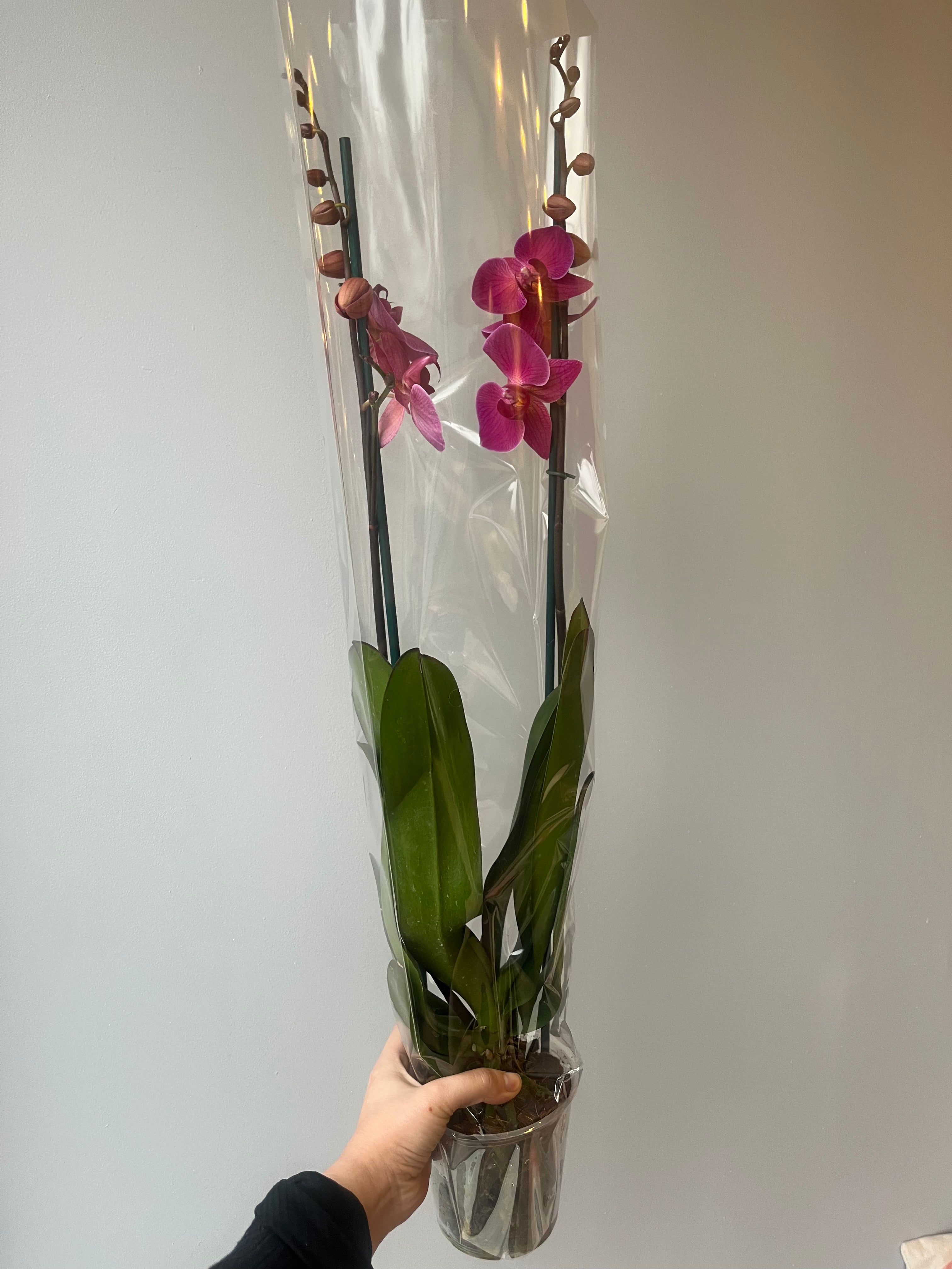 Orquídea Coral