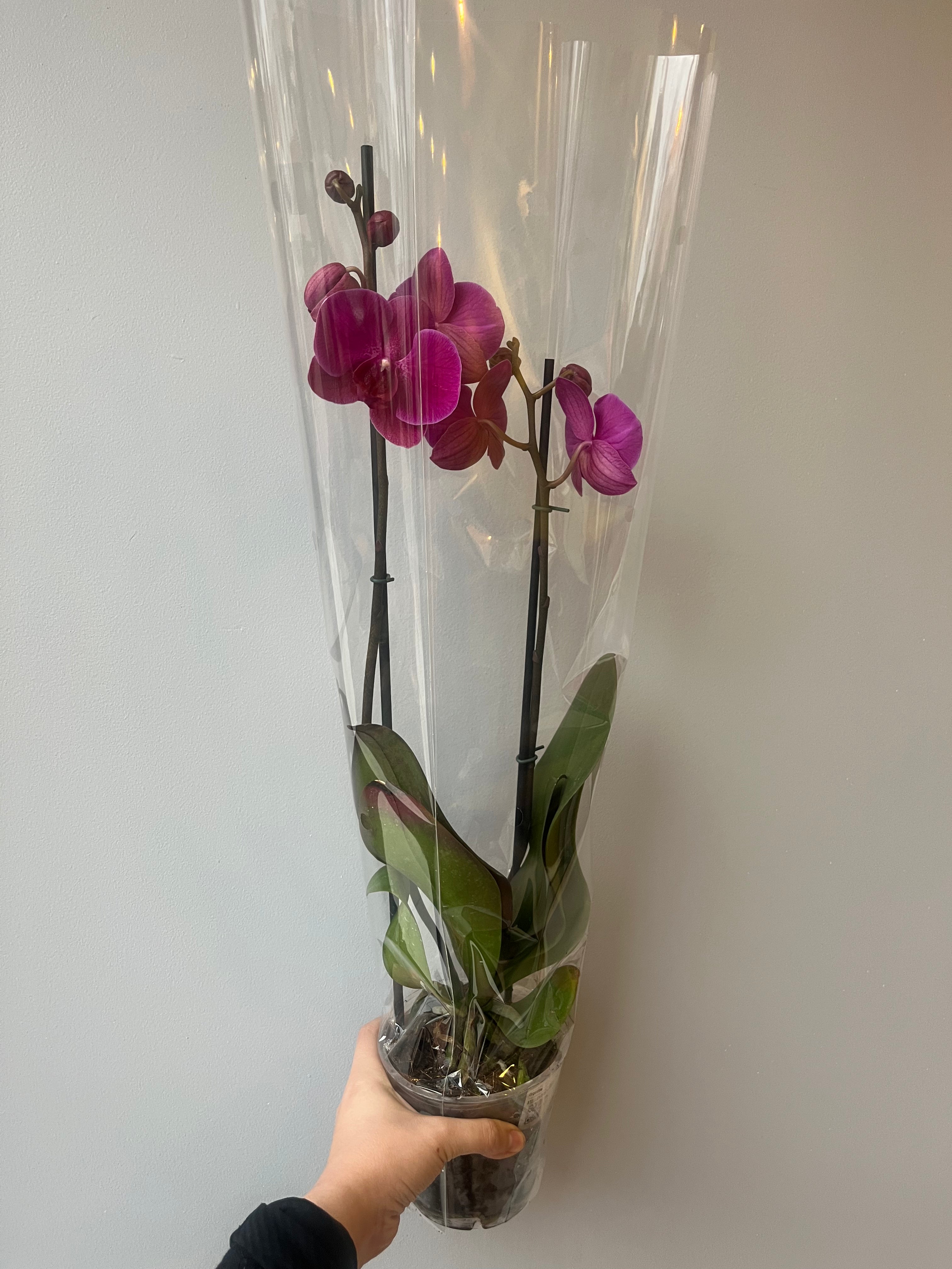 Orquídea Fucsia