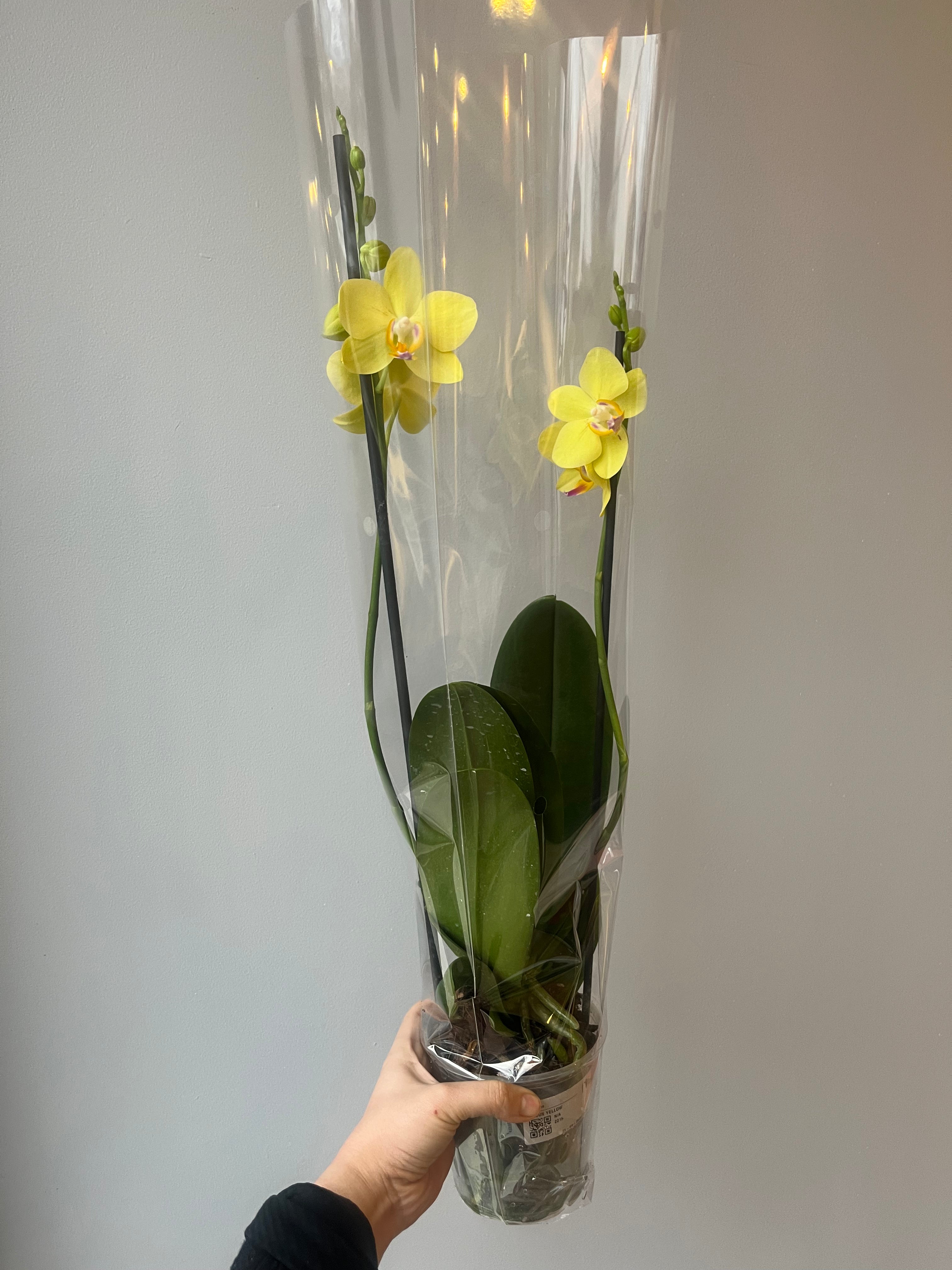 Orquídea Amarilla