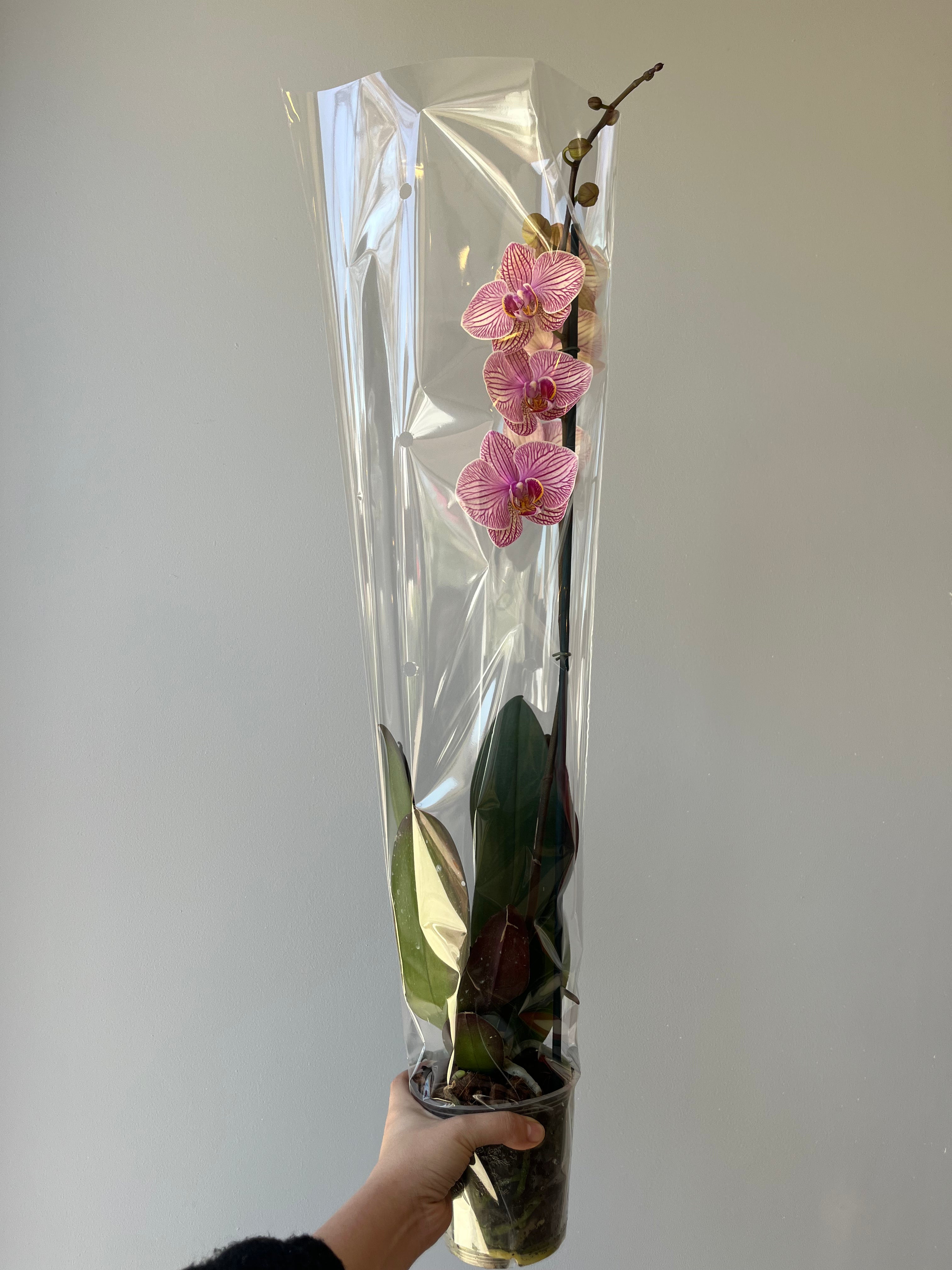 Orquídea Vetas Pastel