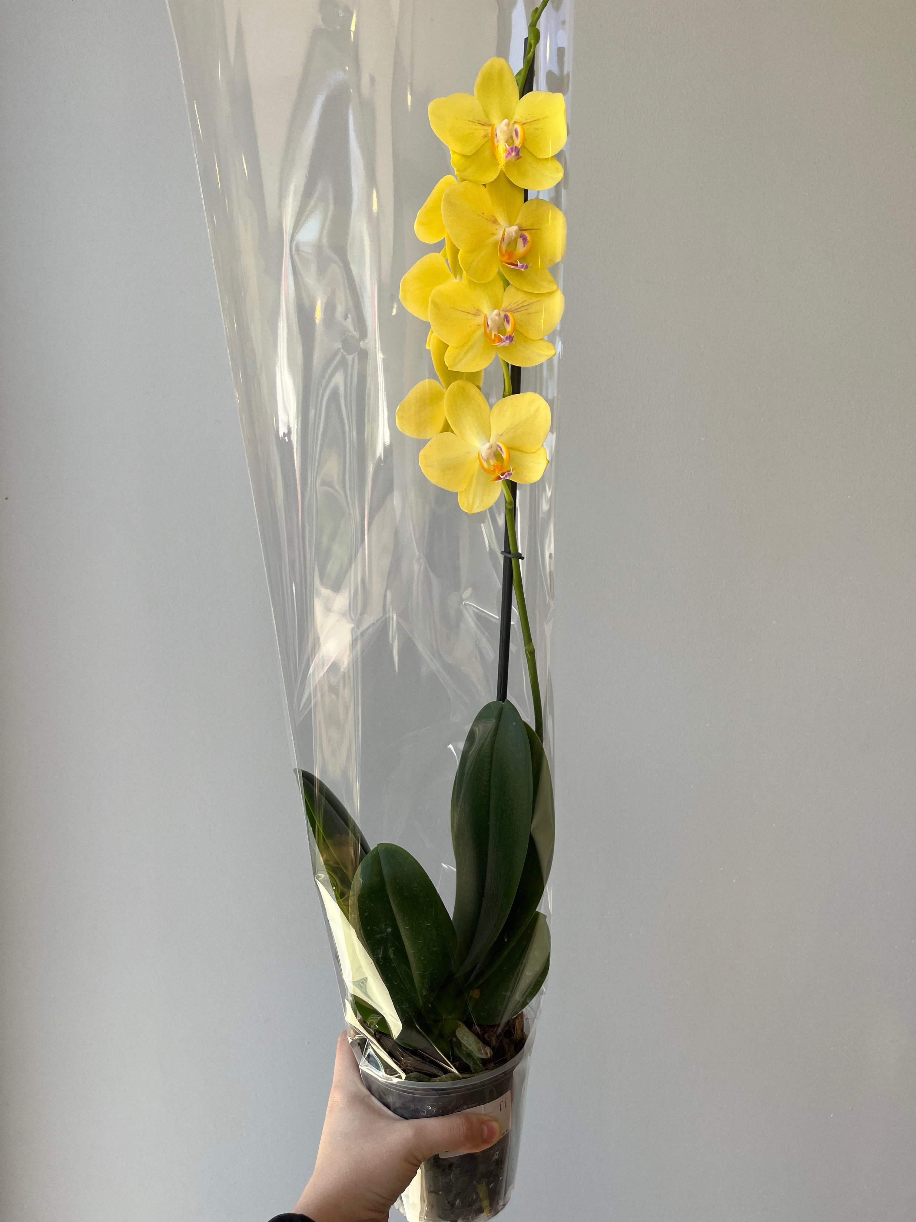 Orquídea Amarilla Pinta Rosa