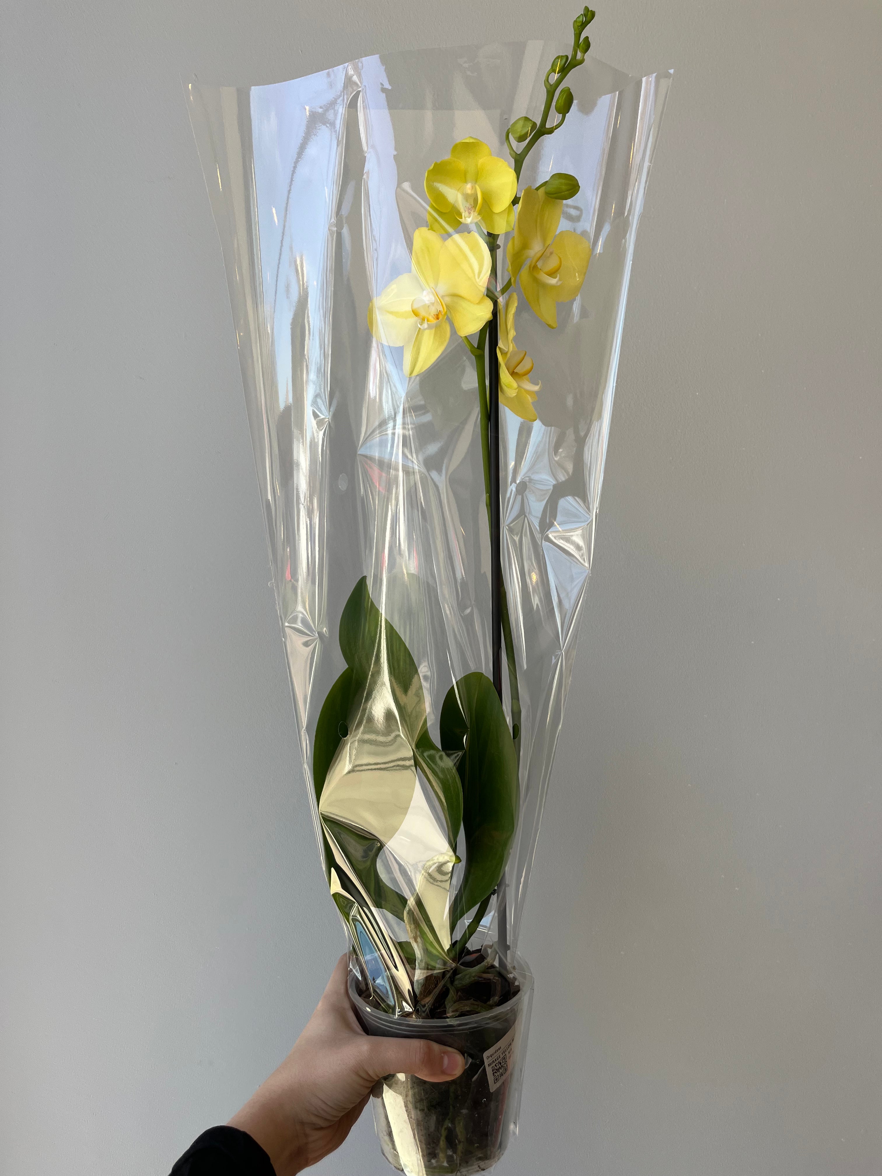 Orquídea Amarilla