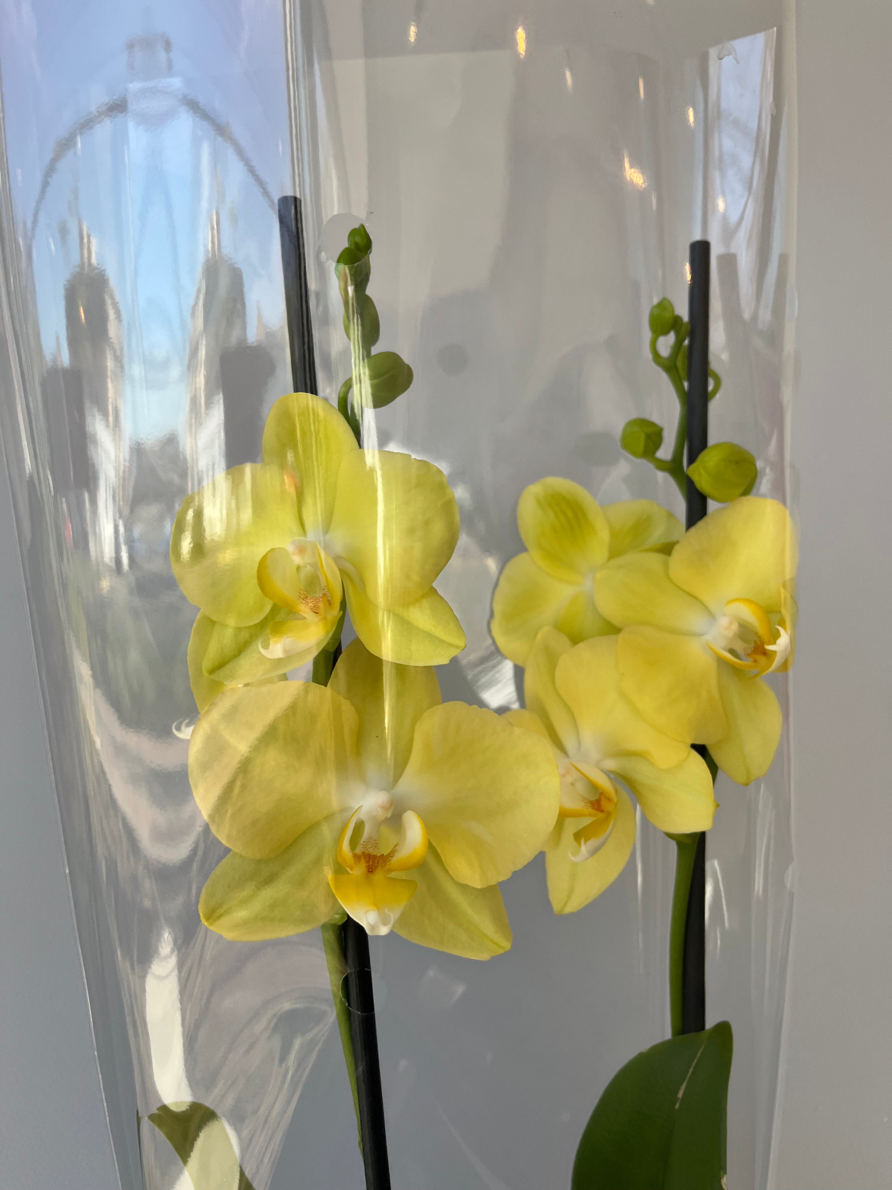 Orquídea Amarilla