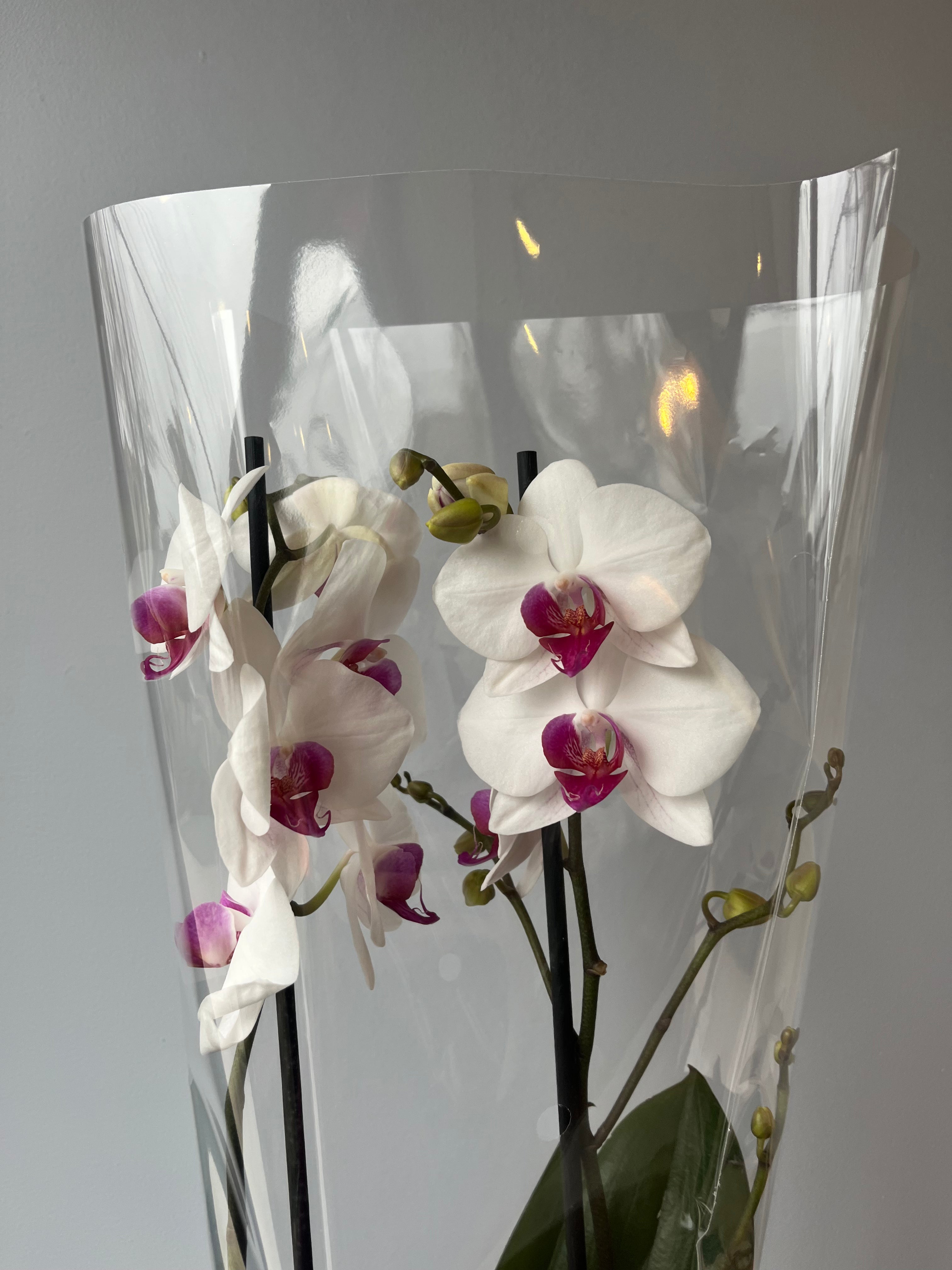 Orquídea Blanca Centro Fucsia