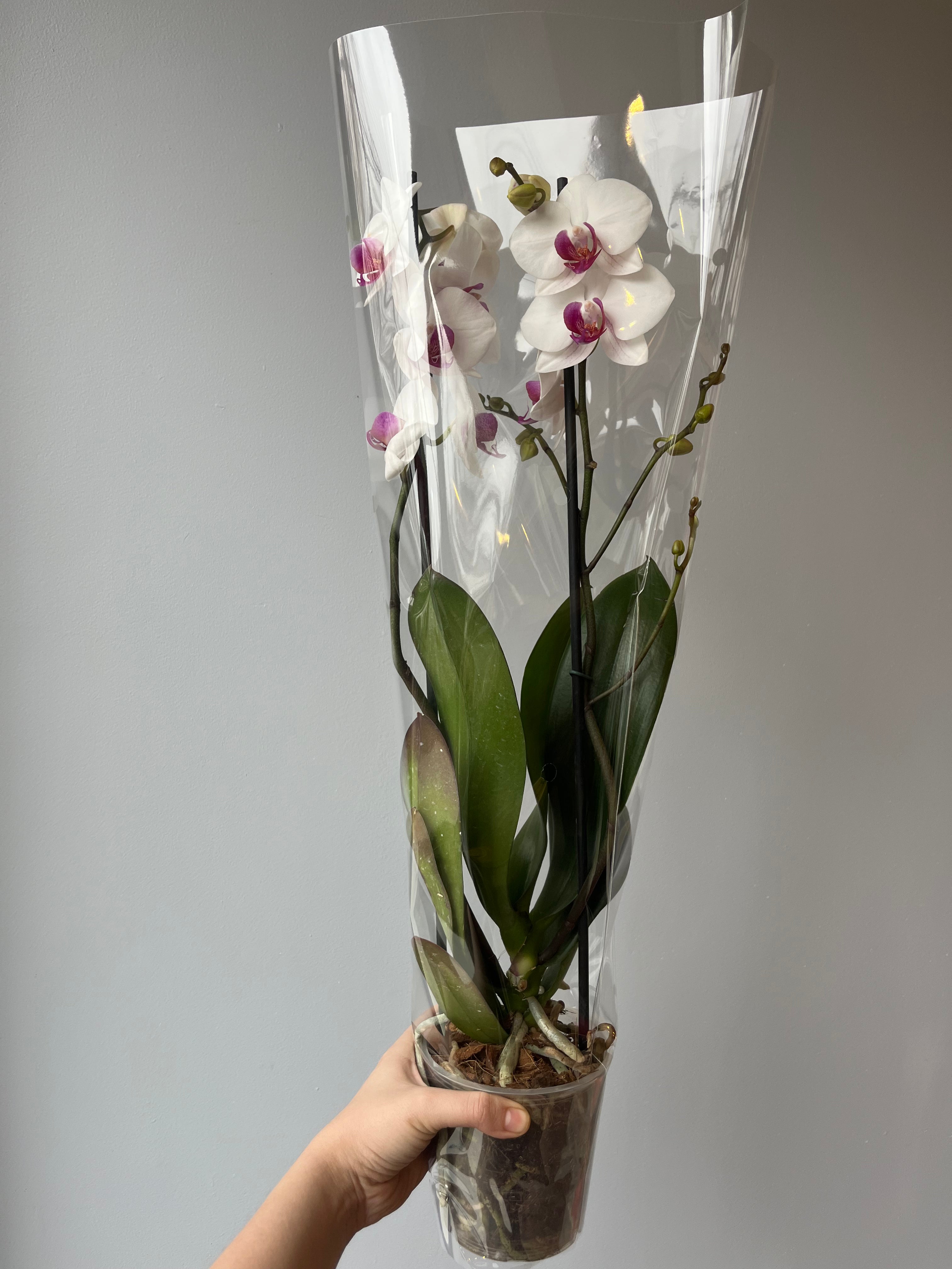 Orquídea Blanca Centro Fucsia