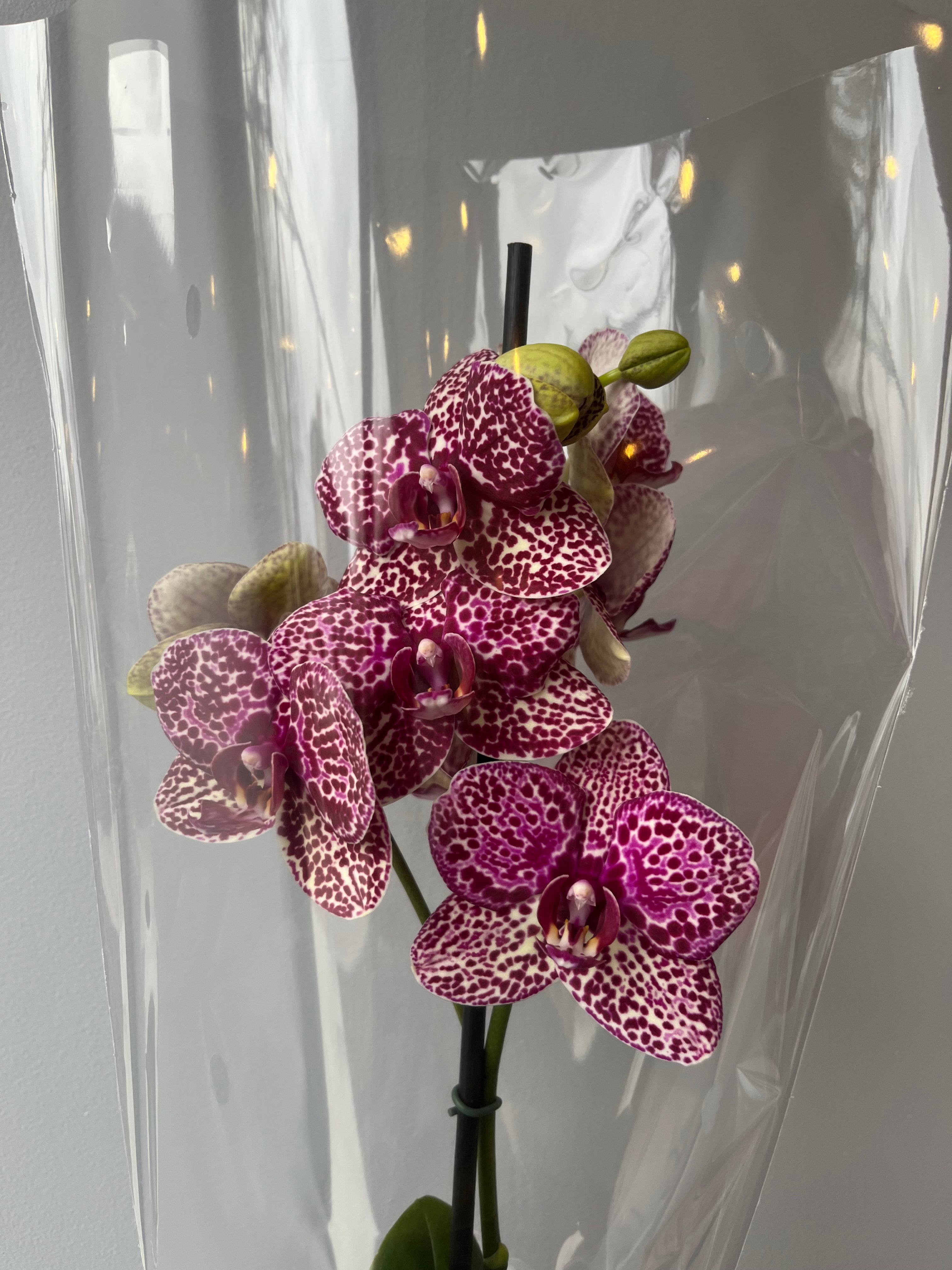 Orquídea Atigrada