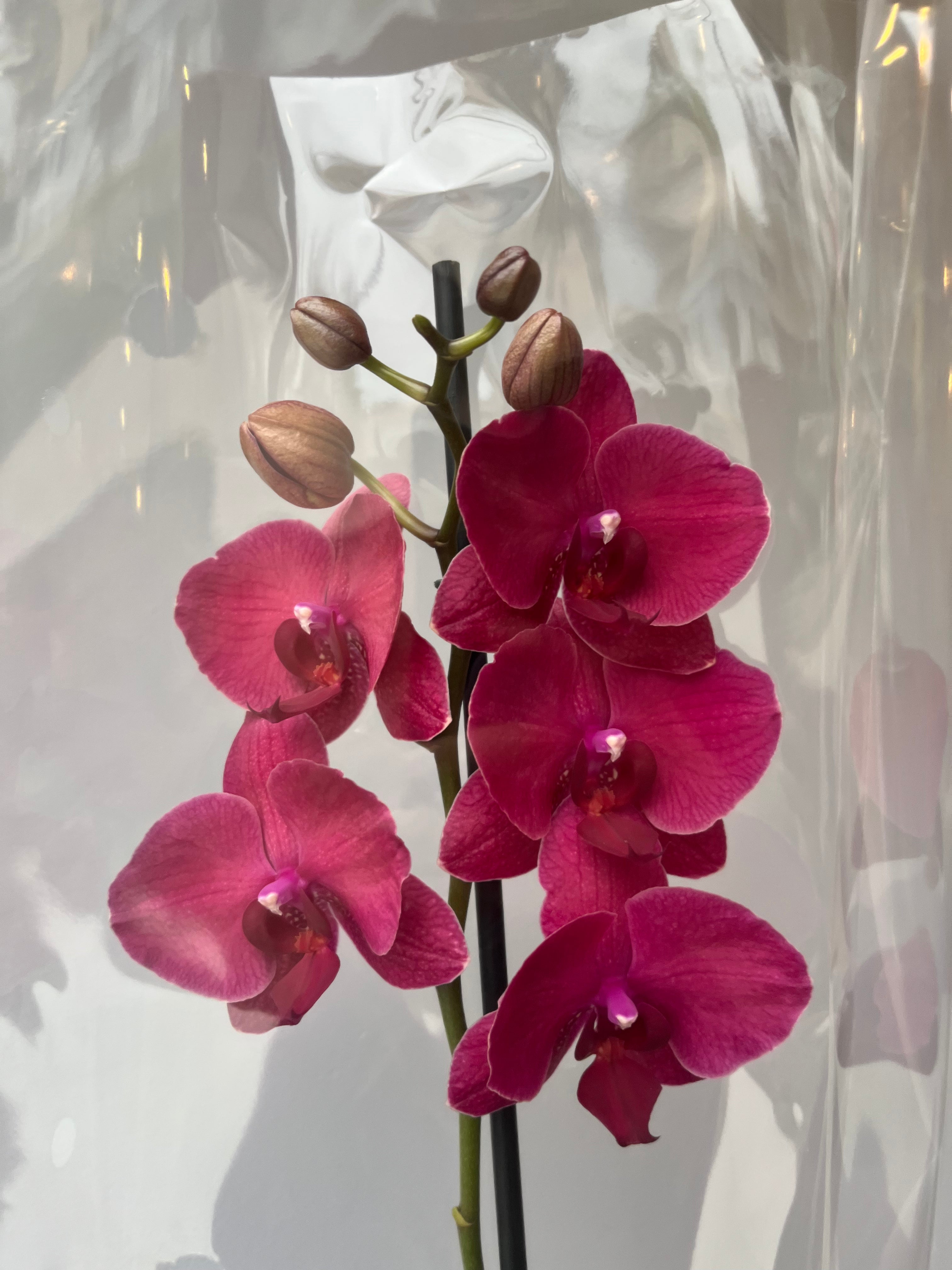 Orquídea Fucsia Rojizo