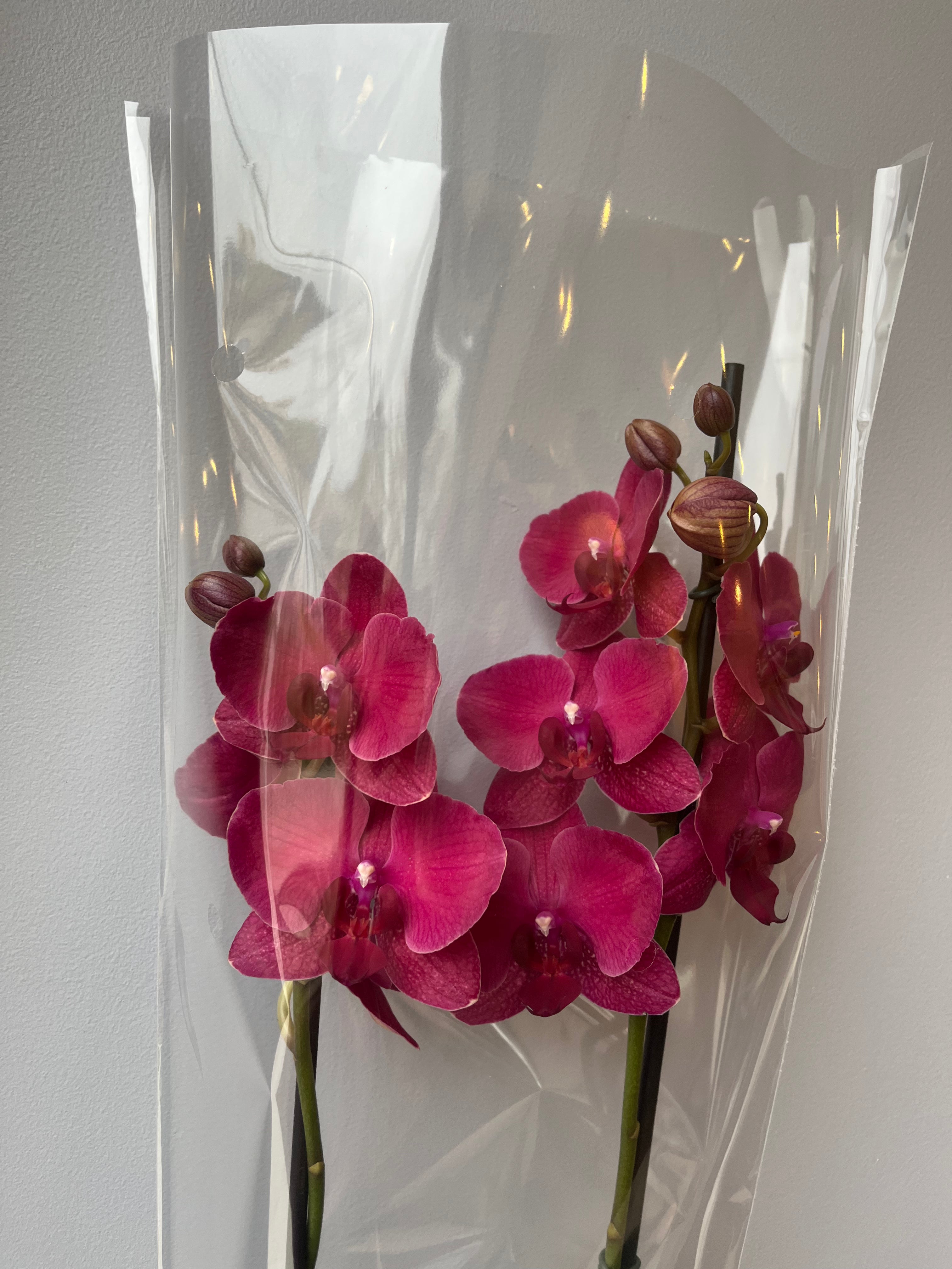 Orquídea Fucsia Rojizo