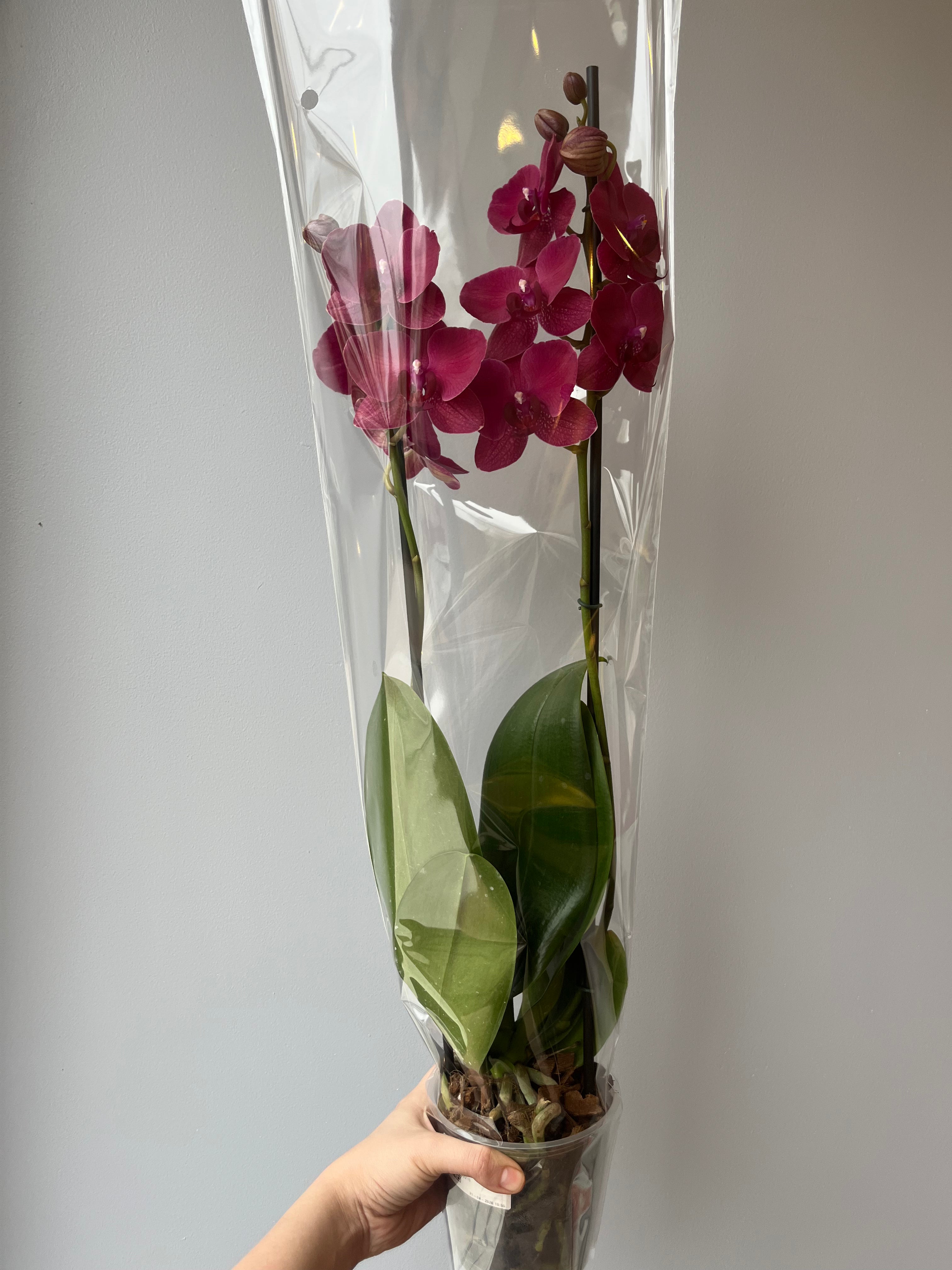 Orquídea Fucsia Rojizo