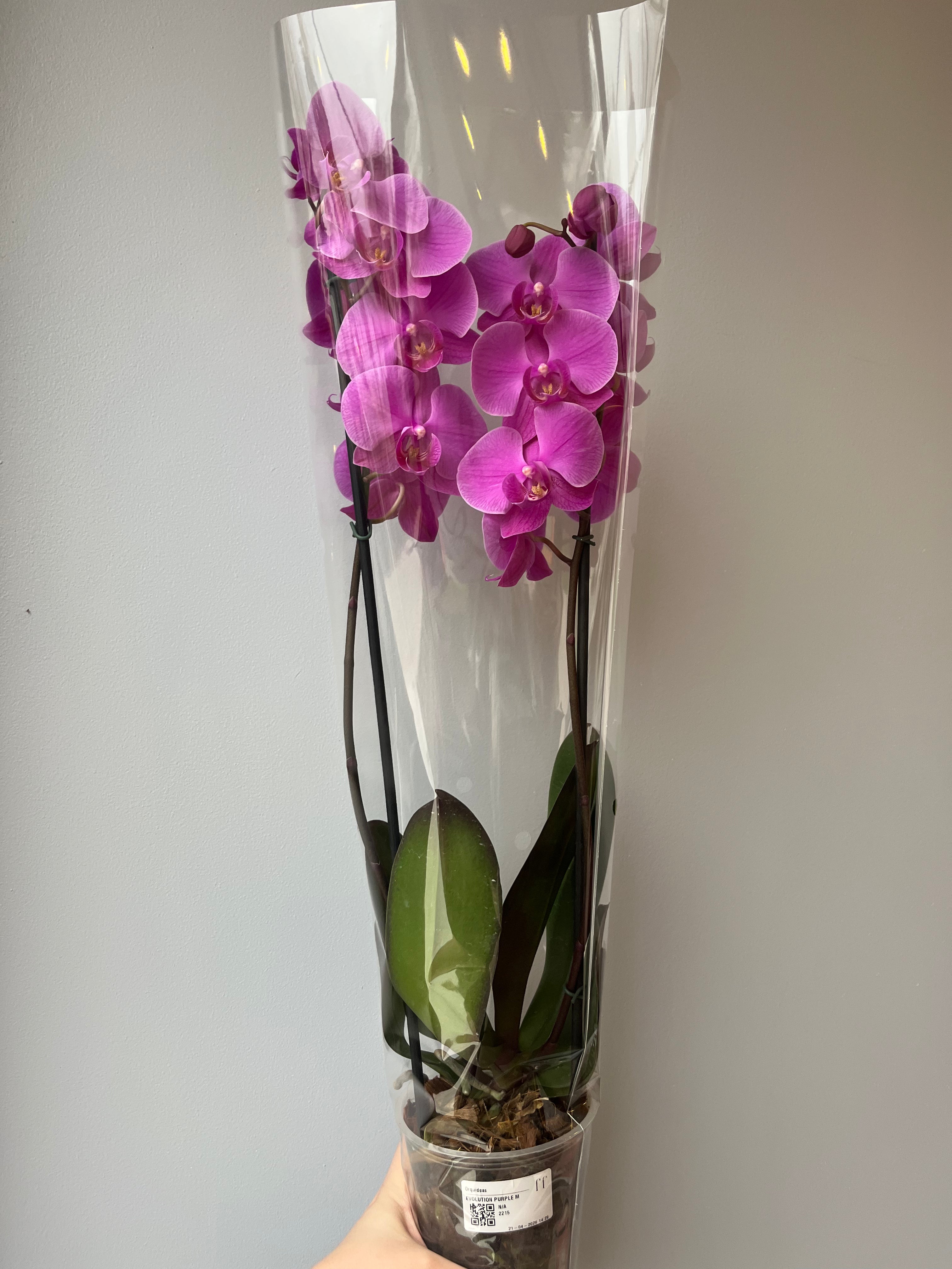 Orquídea Rosa