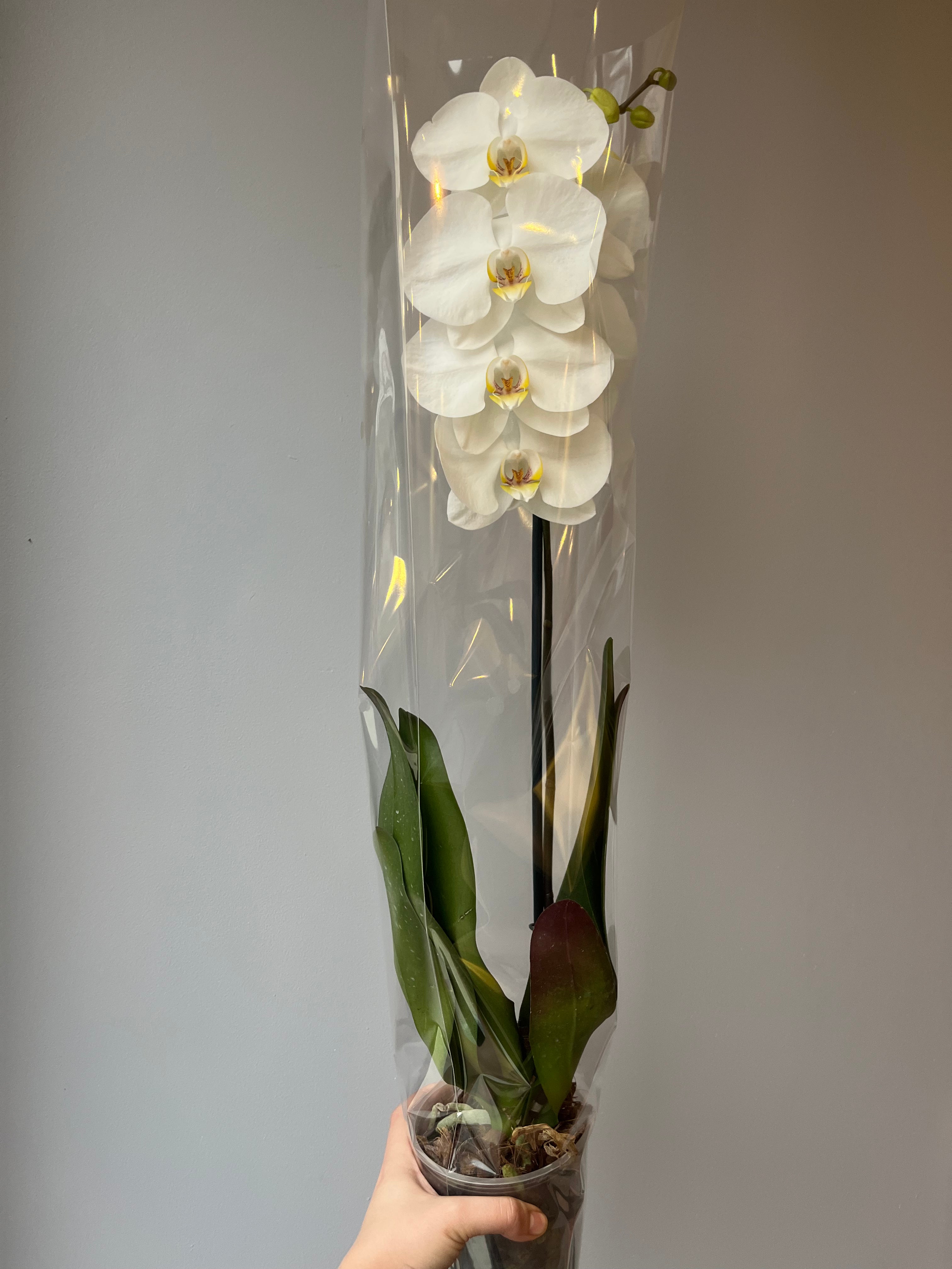 Orquídea Blanca