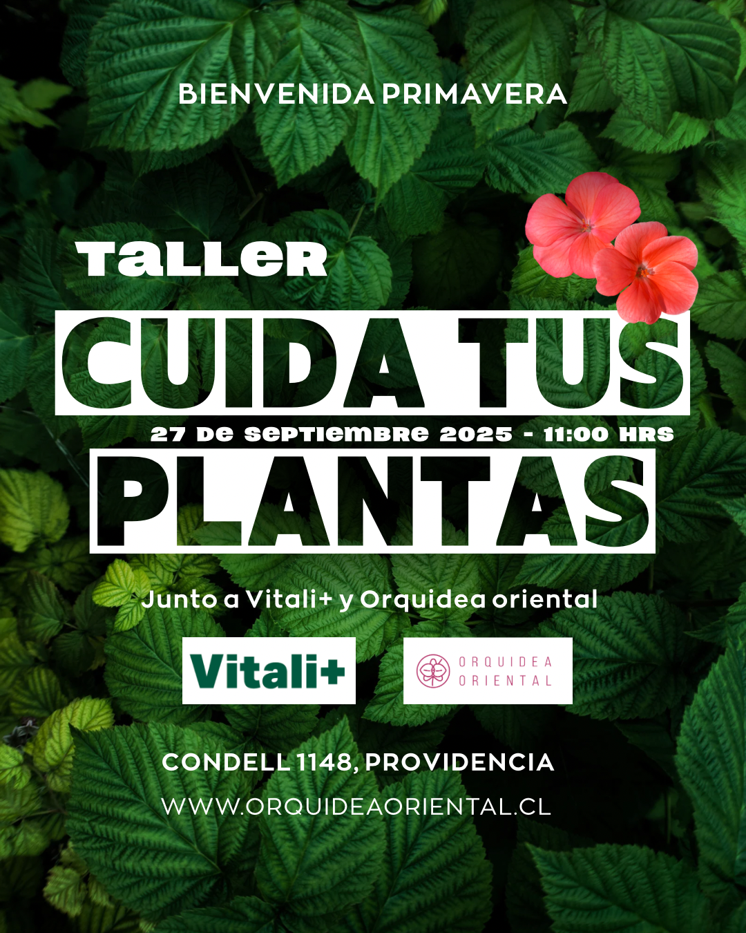 Taller "Cuida tus plantas en primavera" junto a Vitali+ 🌱✨
